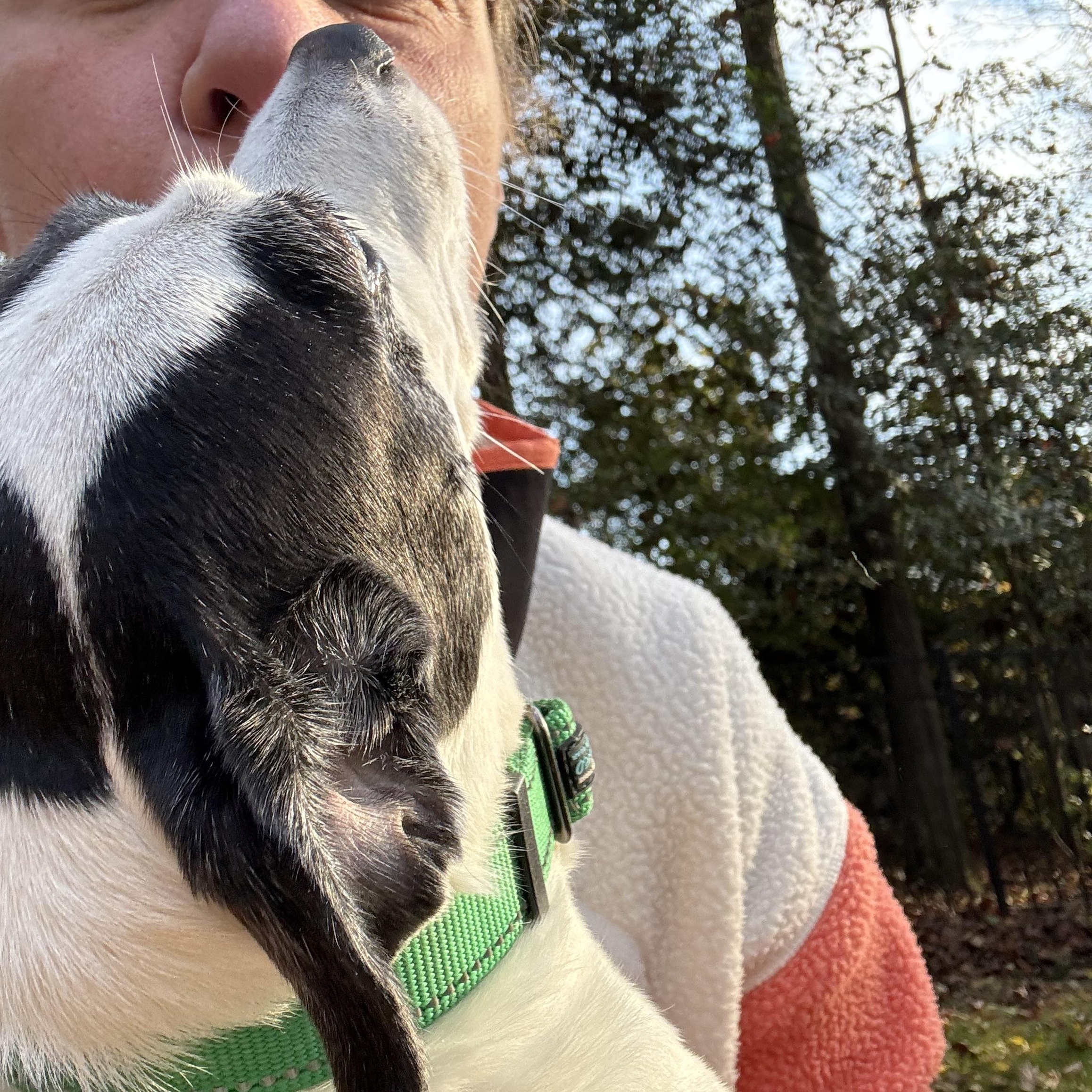 Misty, a Adoptable mixed breed in Wilkesboro, NC image 4/5