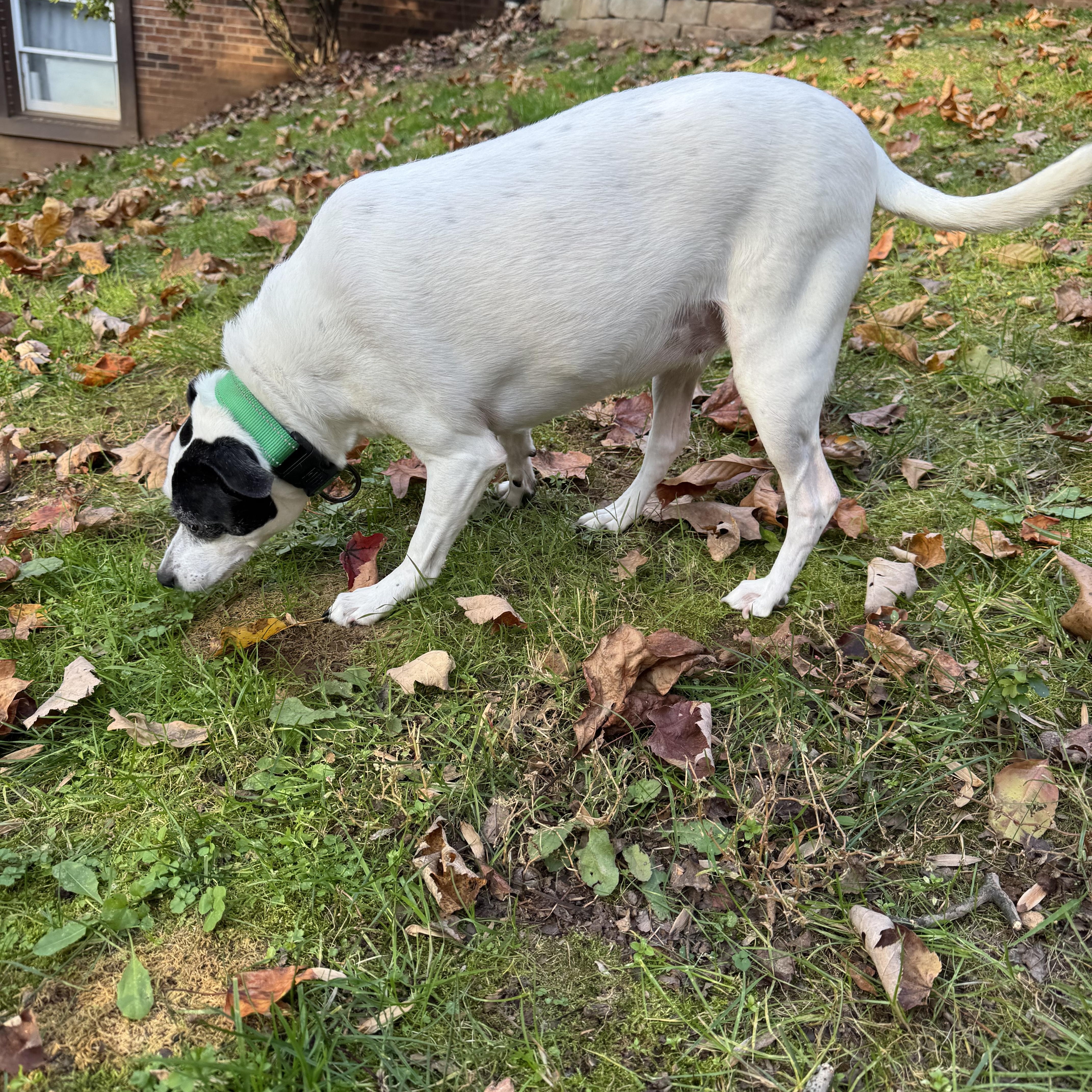 Misty, a Adoptable mixed breed in Wilkesboro, NC image 5/5