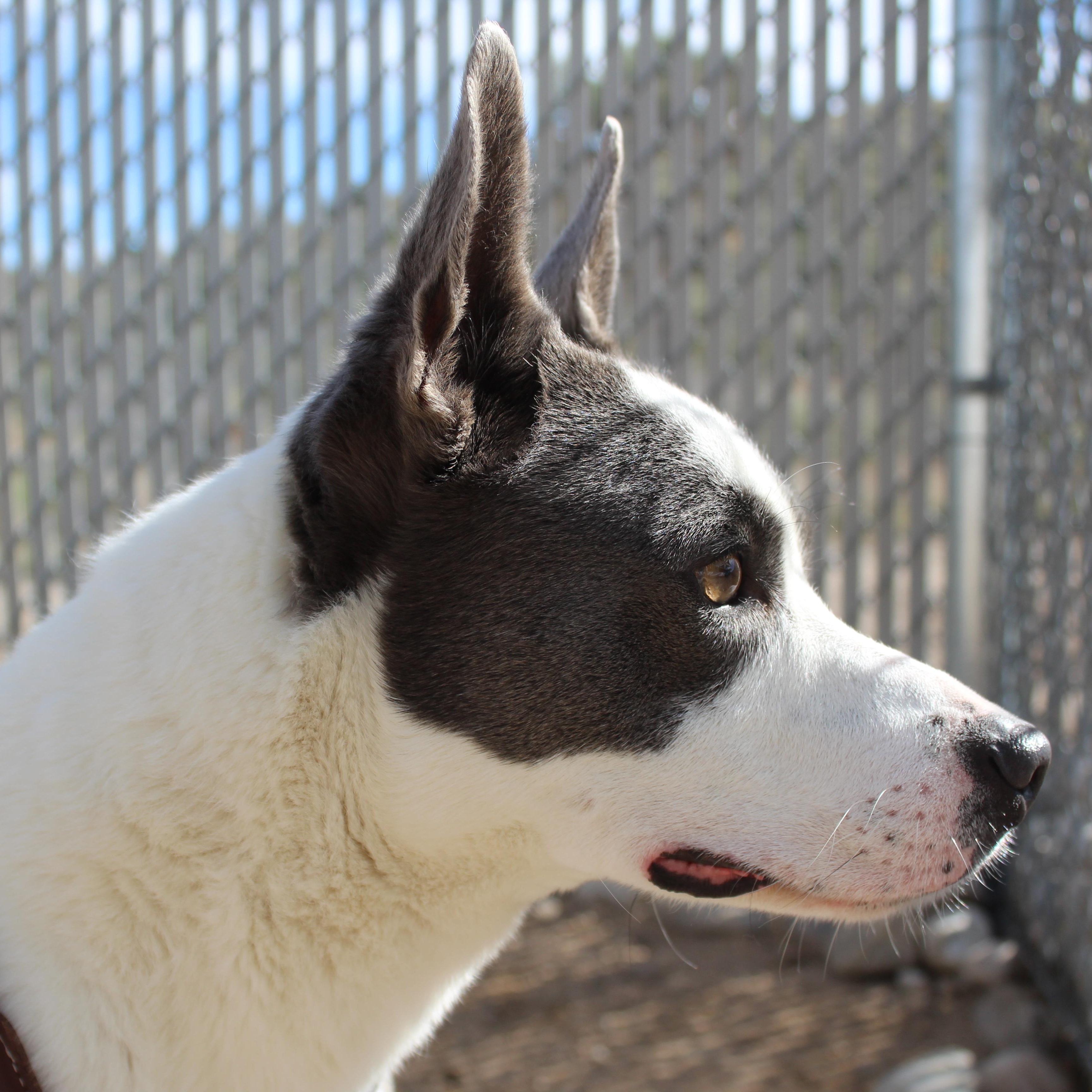 Enlarge Dudley, a ADOPTABLE mixed breed in Yucca Valley, CA image 1/4