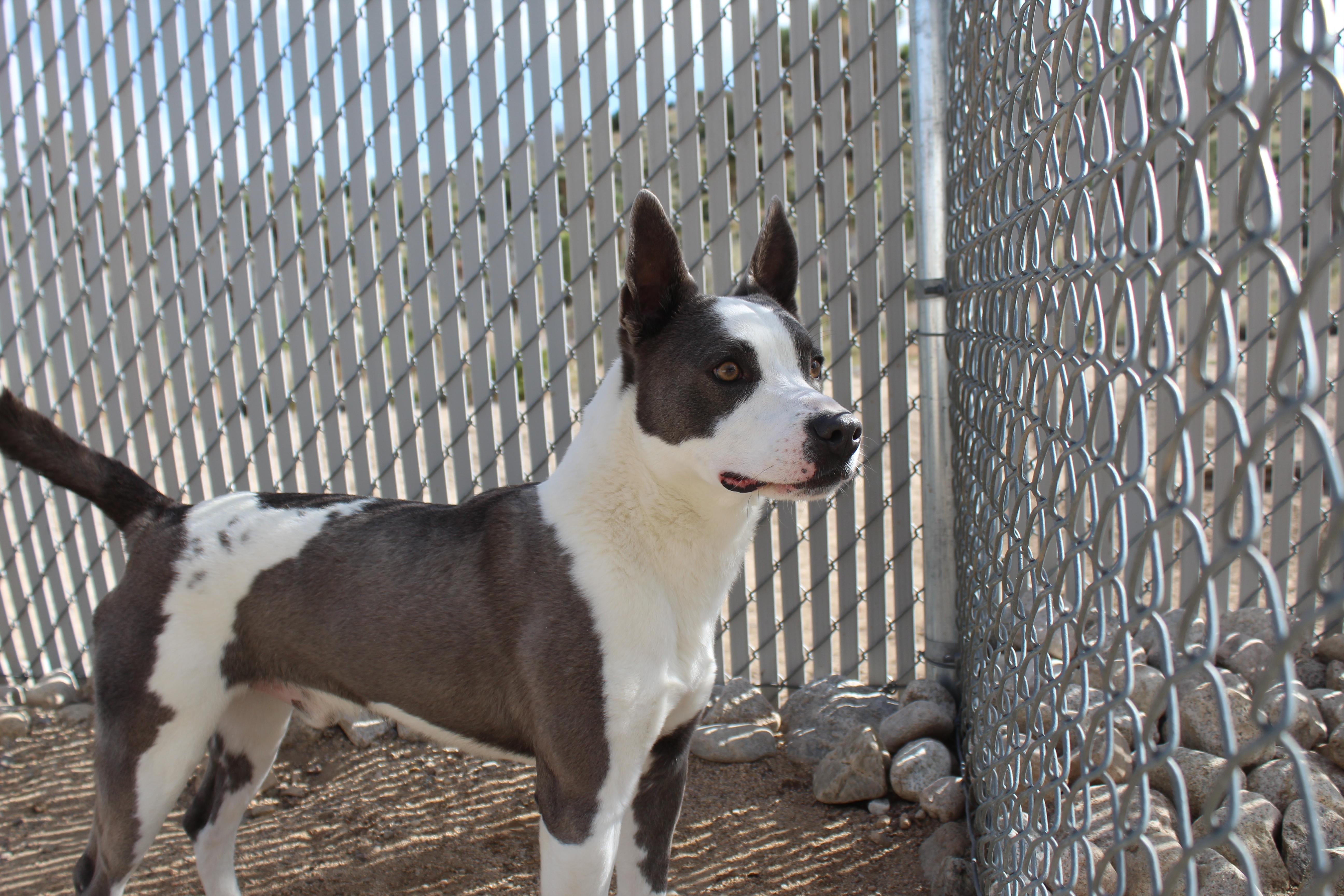 Enlarge Dudley, a ADOPTABLE mixed breed in Yucca Valley, CA image 3/4