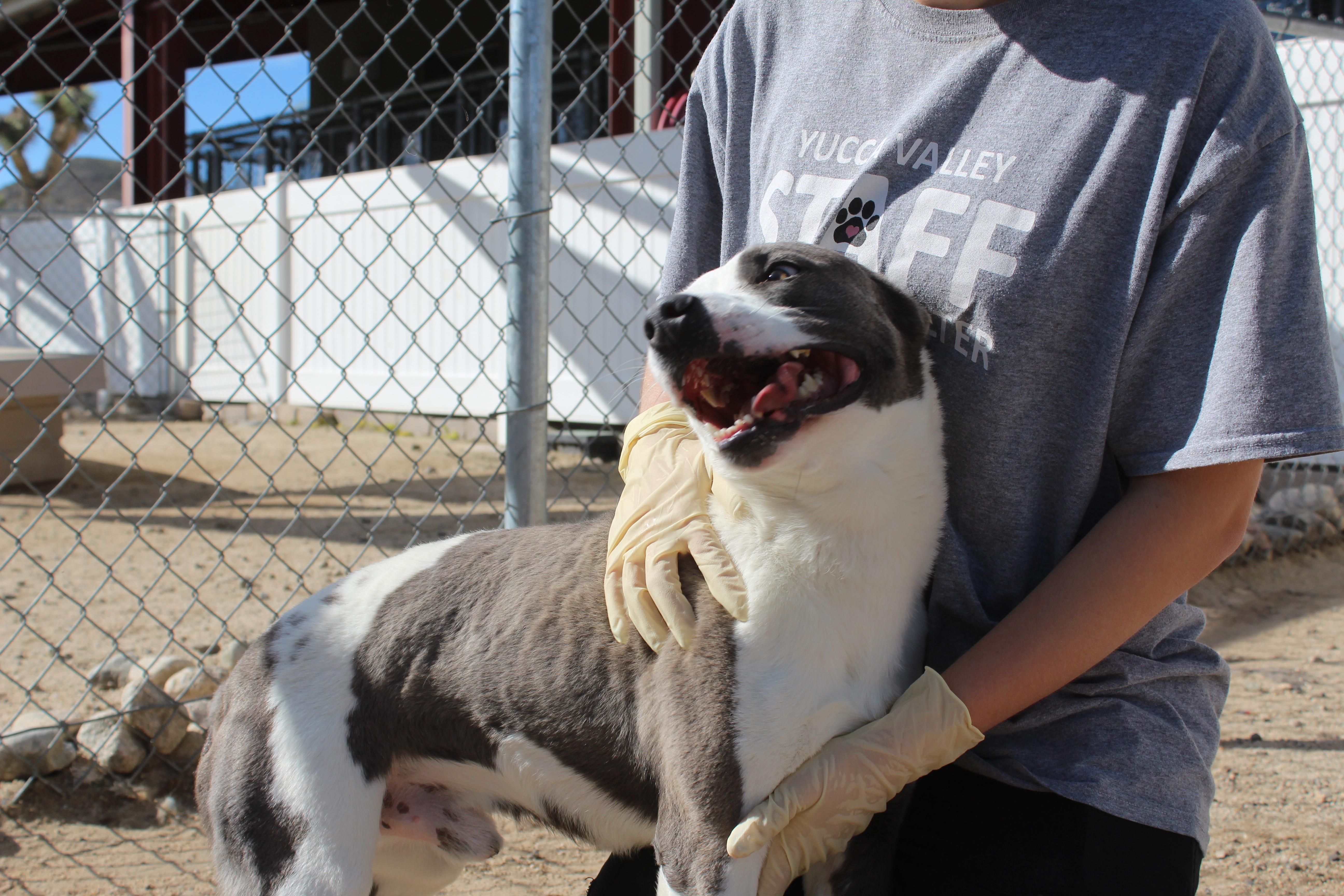 Enlarge Dudley, a ADOPTABLE mixed breed in Yucca Valley, CA image 2/4