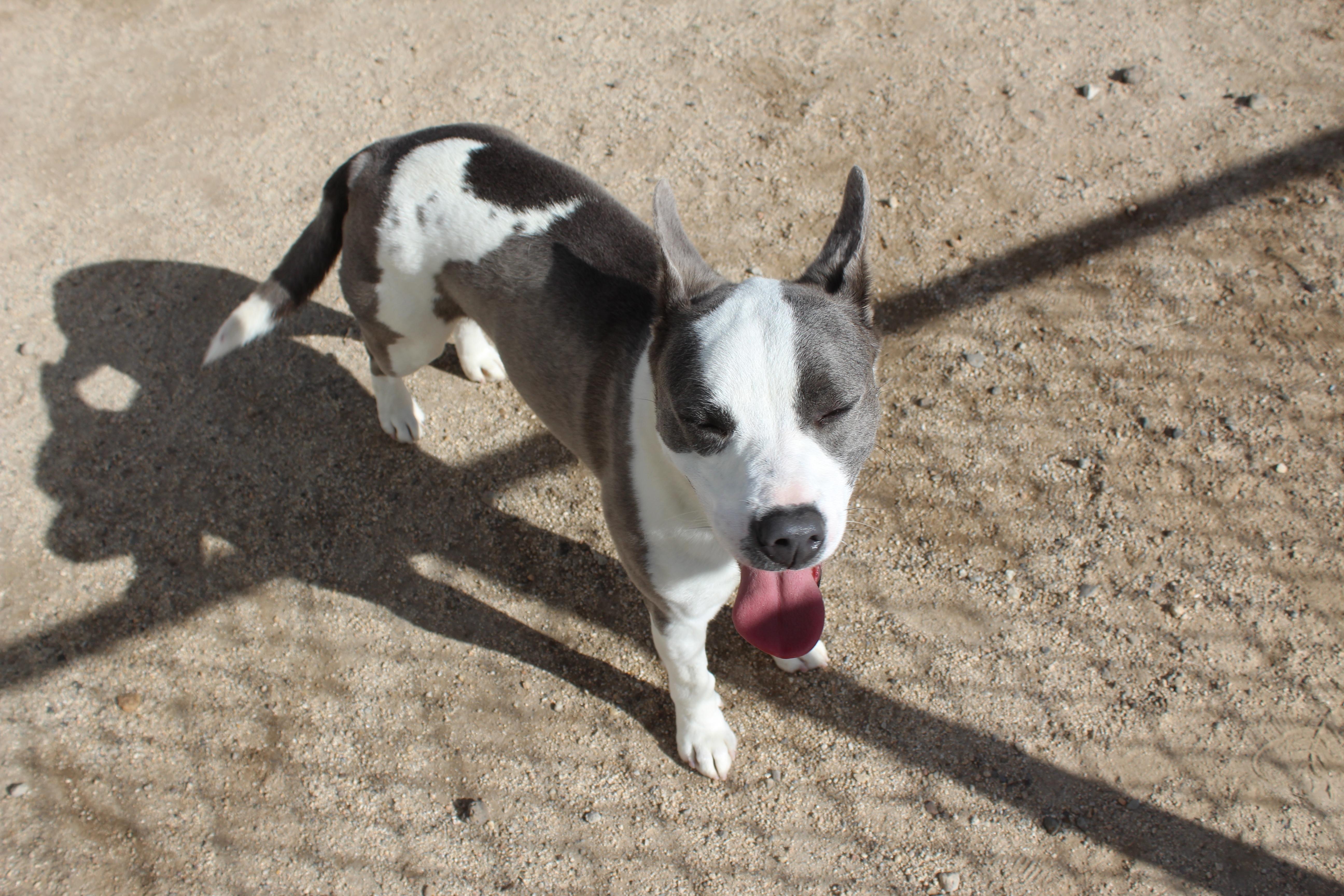 Enlarge Dudley, a ADOPTABLE mixed breed in Yucca Valley, CA image 4/4