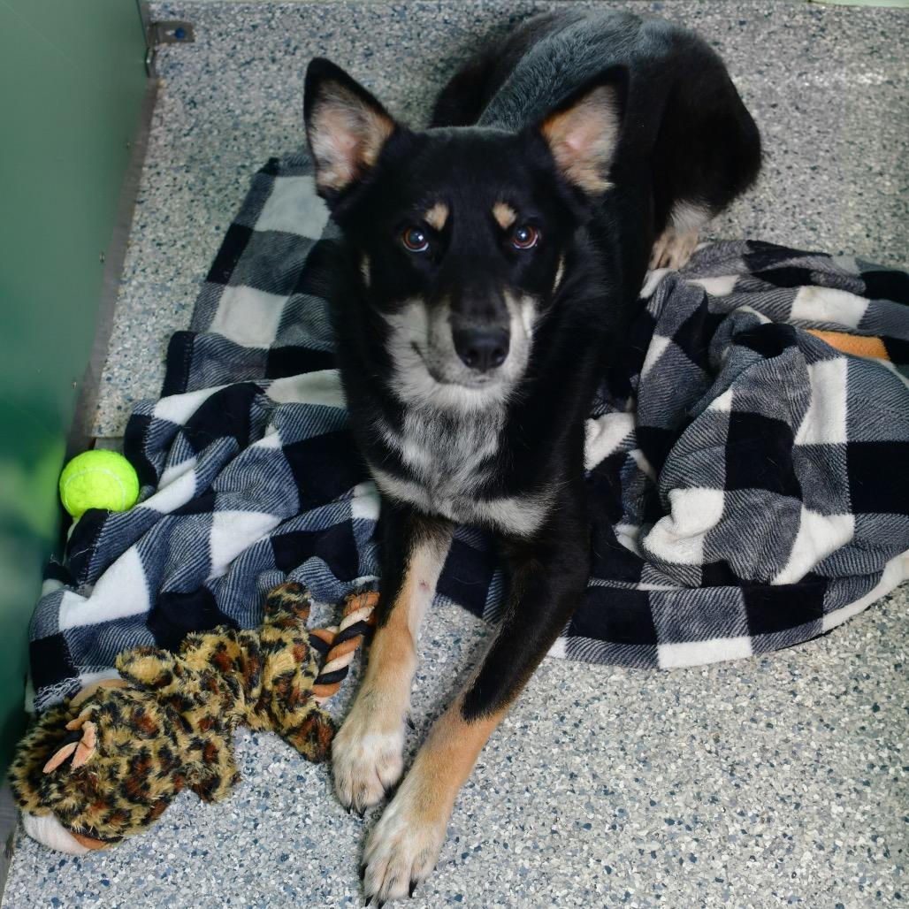 Wybie, a Adoptable mixed breed in Ottawa, KS image 1/2