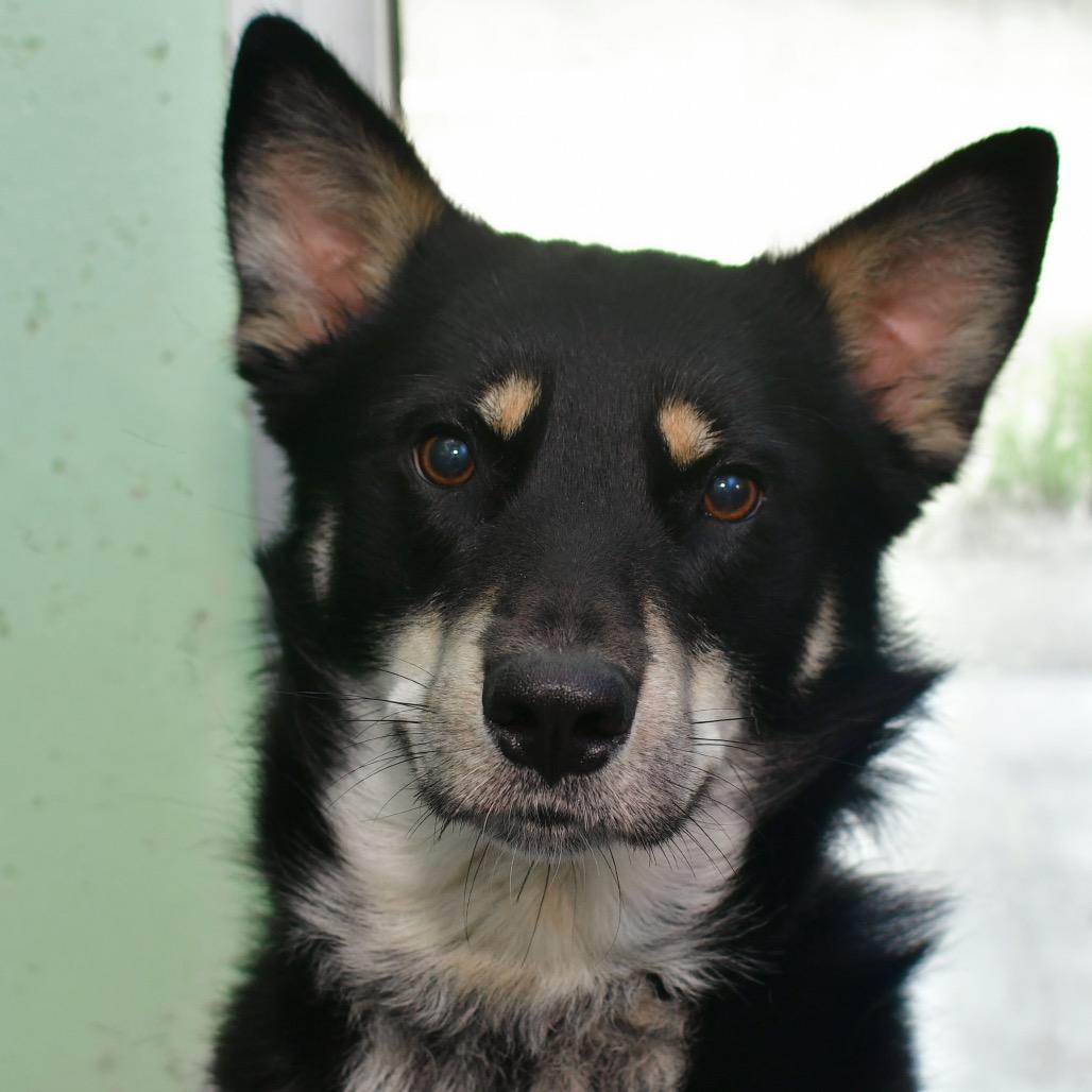 Wybie, a Adoptable mixed breed in Ottawa, KS image 2/2