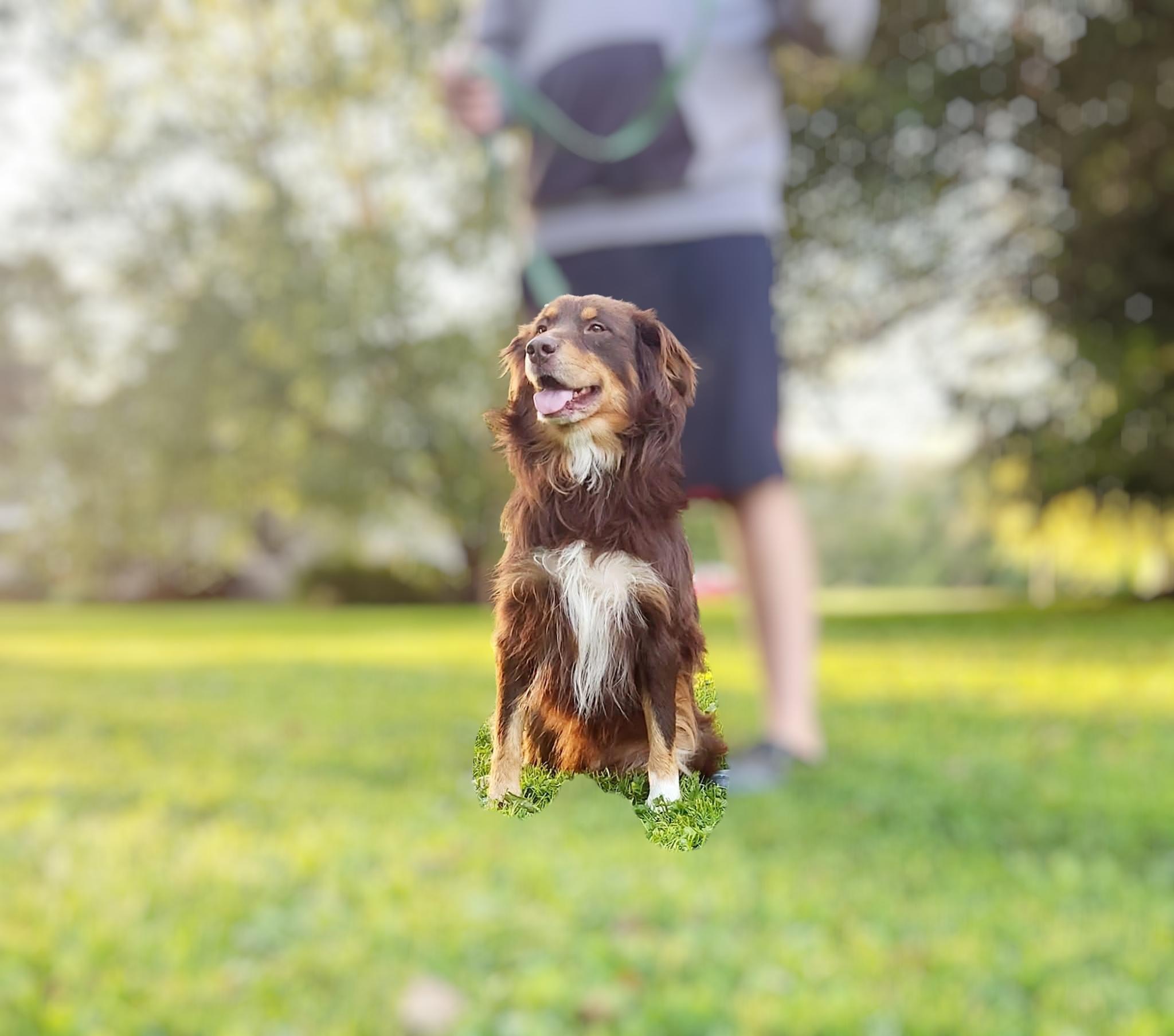 Enlarge Buster, an adopted Australian Shepherd in Salamanca, NY image 1/1