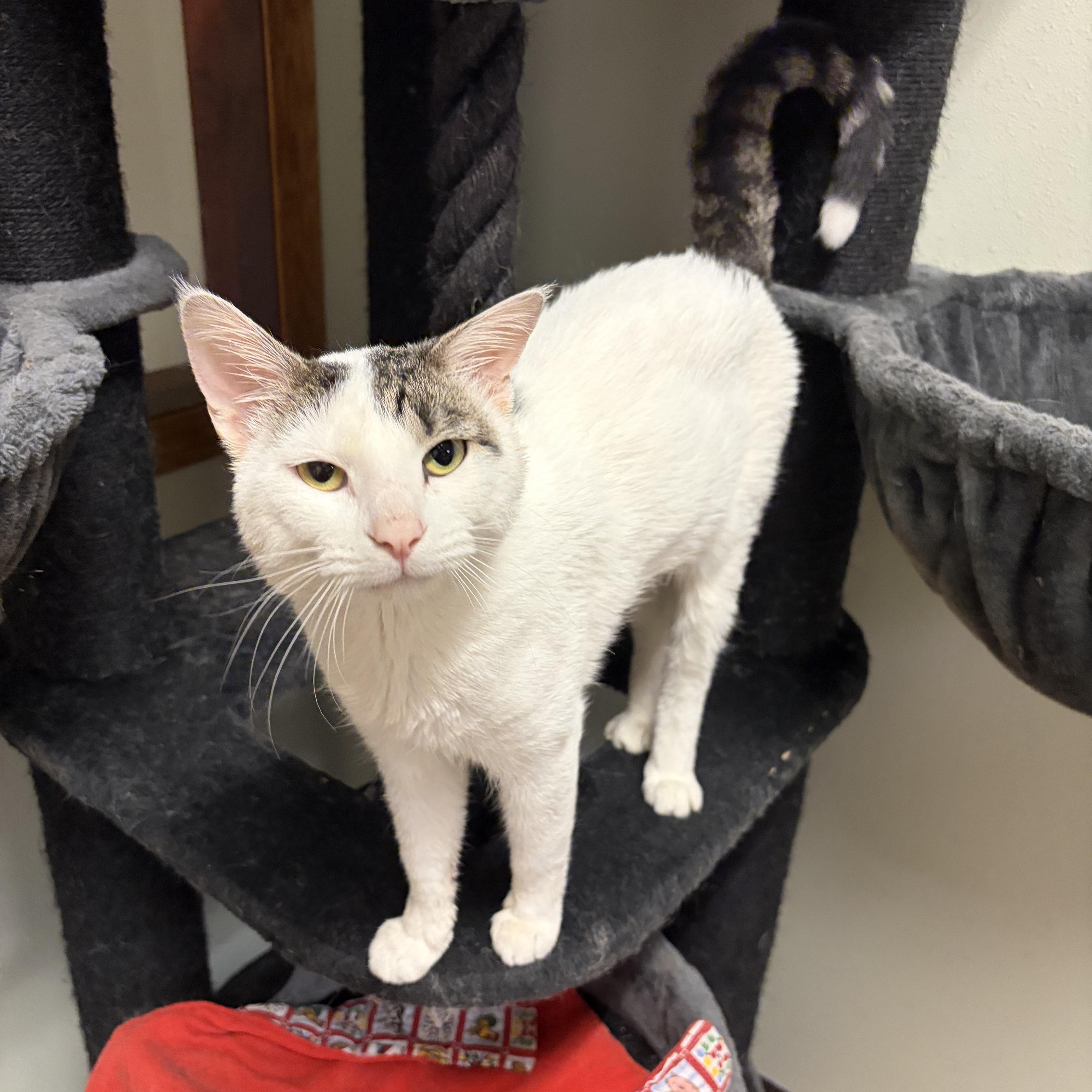 Enlarge Wally, a ADOPTABLE Domestic Short Hair in Dodgeville, WI image 4/5