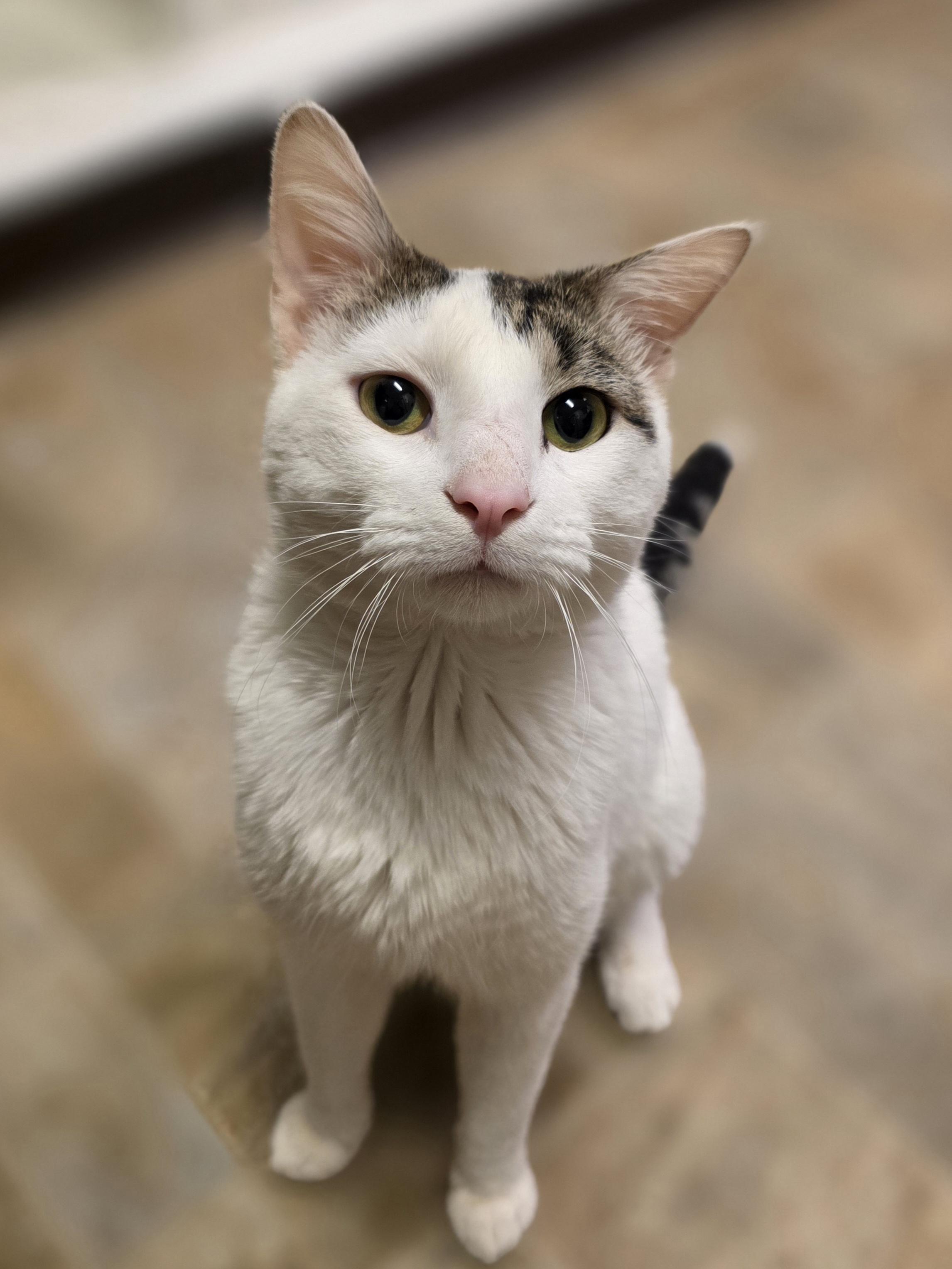 Enlarge Wally, a ADOPTABLE Domestic Short Hair in Dodgeville, WI image 3/5