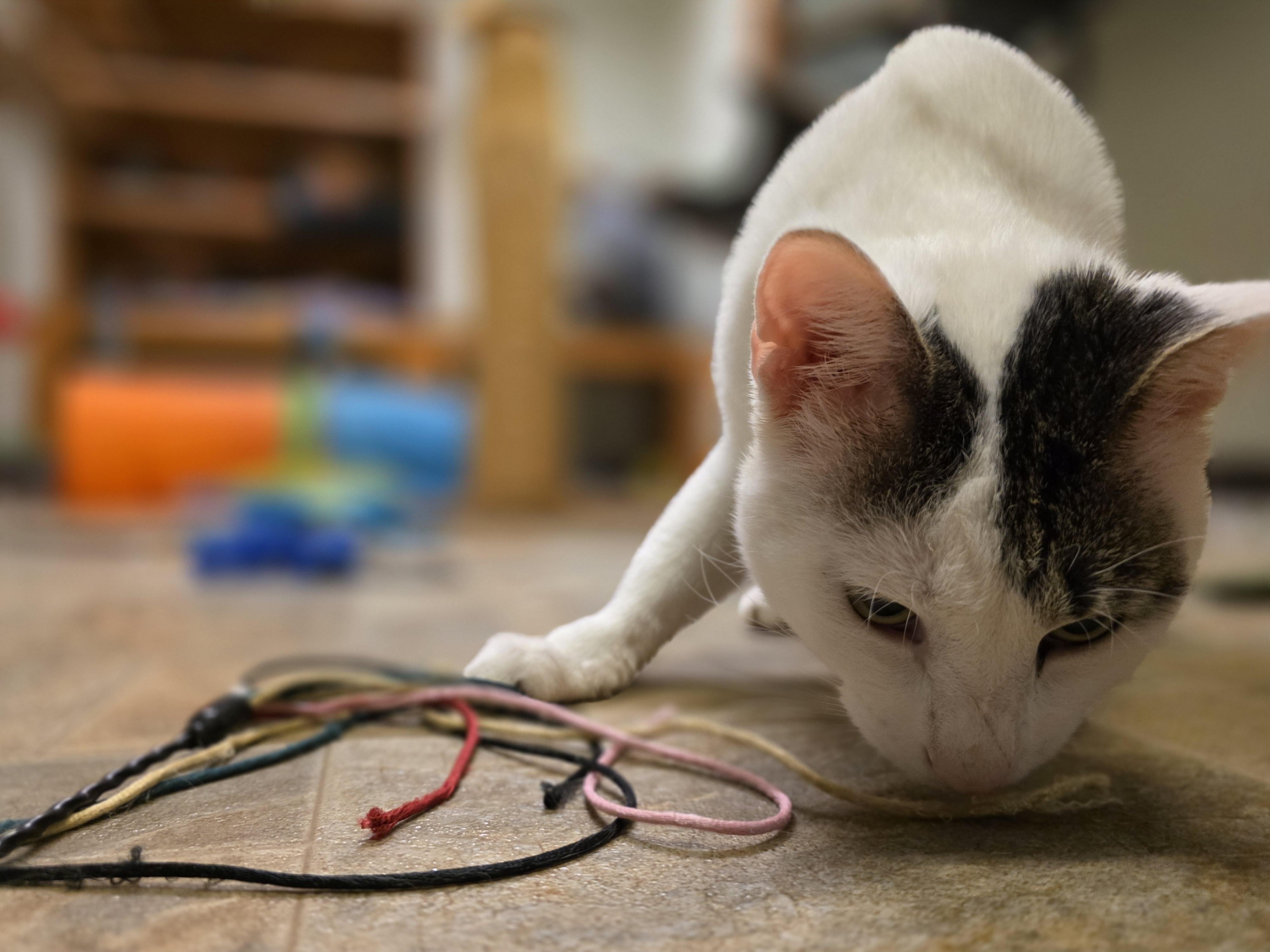 Enlarge Wally, a ADOPTABLE Domestic Short Hair in Dodgeville, WI image 2/5