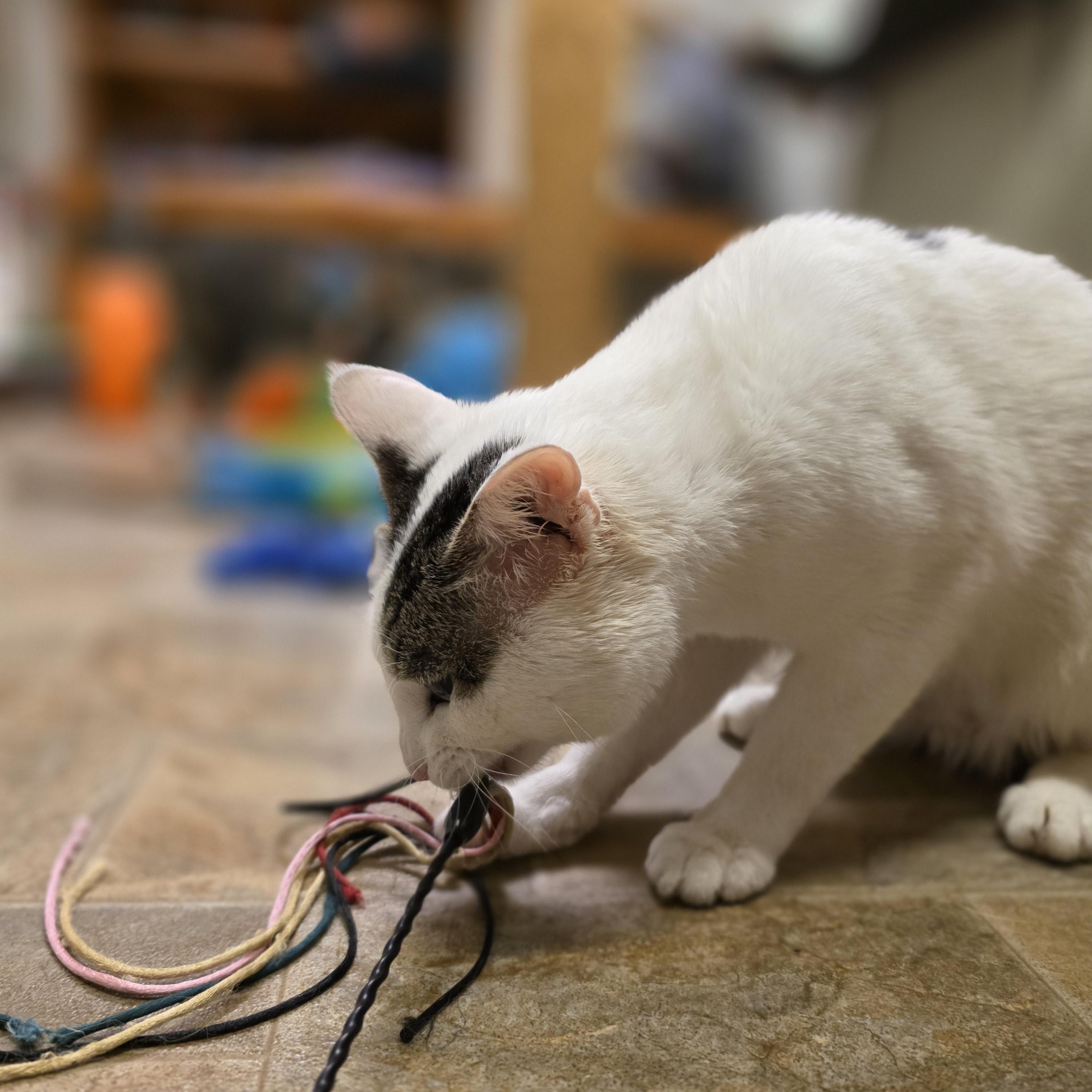 Enlarge Wally, a ADOPTABLE Domestic Short Hair in Dodgeville, WI image 5/5
