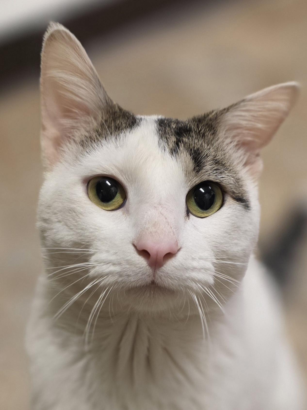 Wally, ADOPTABLE, Adult Male Domestic Short Hair.