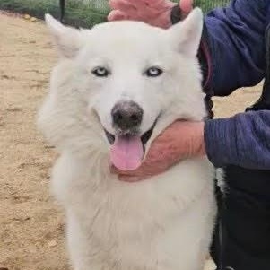 Rocky, a ADOPTABLE Husky in Redwood City , CA image 2/6