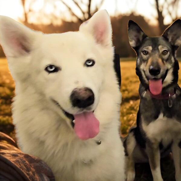 Rocky, a ADOPTABLE Husky in Redwood City , CA image 5/6
