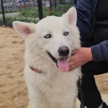 Rocky, ADOPTABLE, Adult Male Husky.