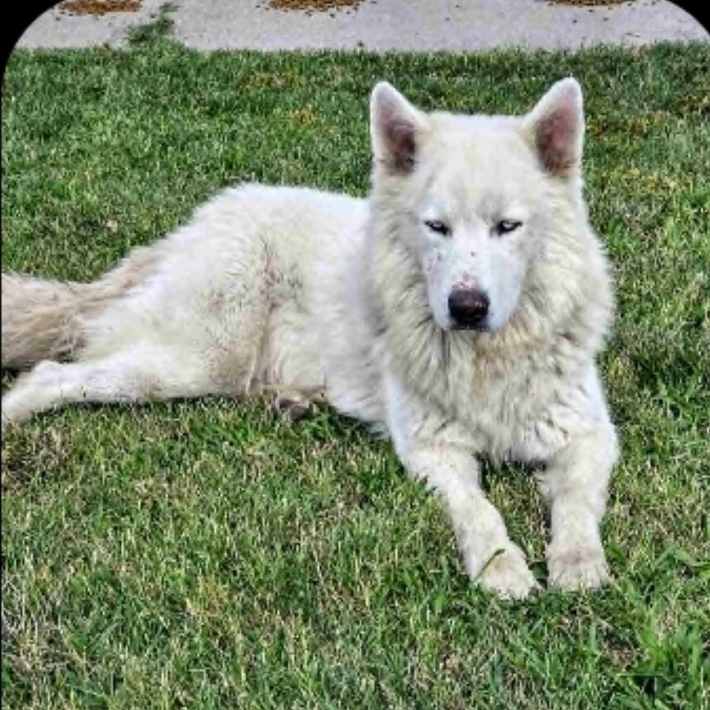 Rocky, a ADOPTABLE Husky in Redwood City , CA image 4/6