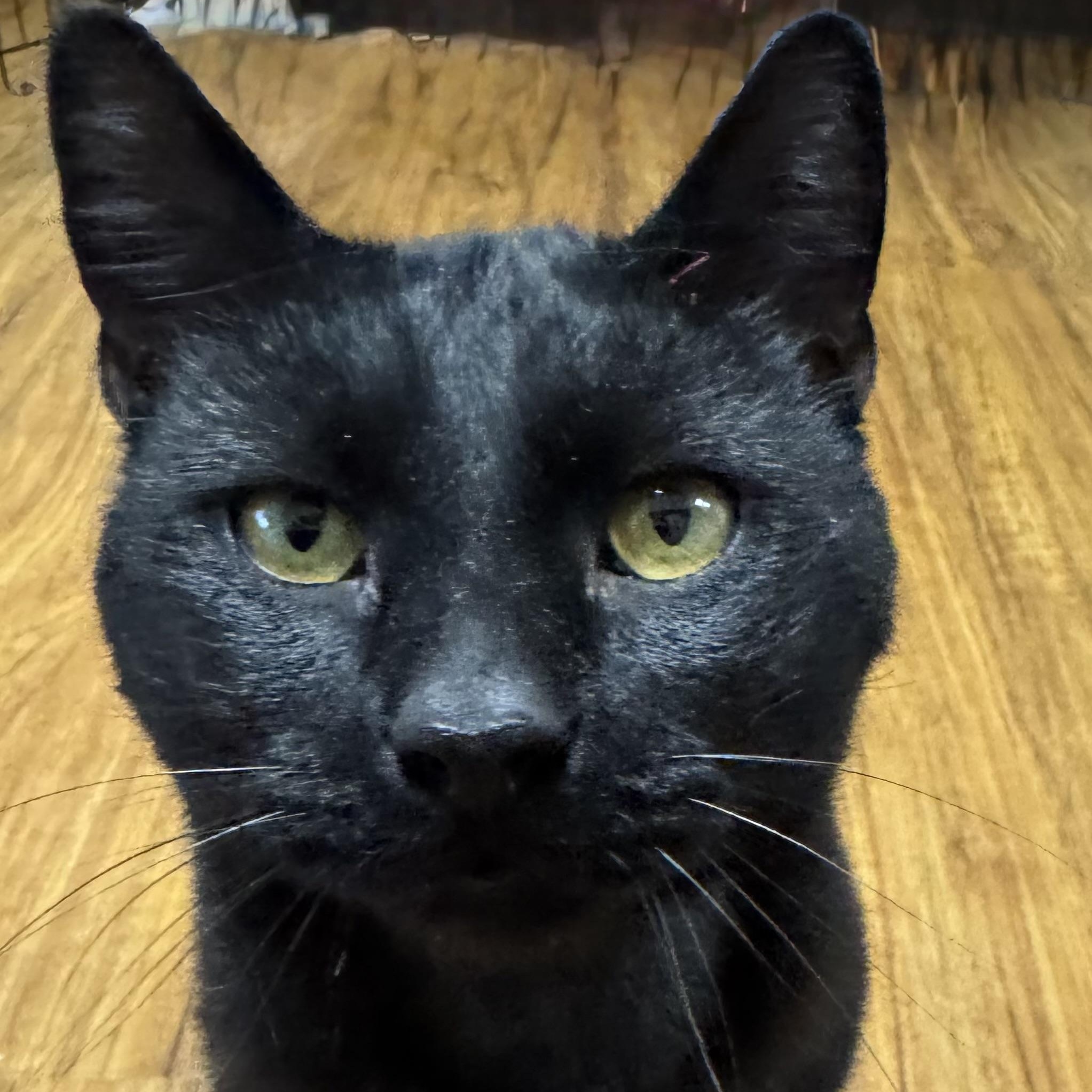 Enlarge Harrison, a ADOPTABLE Domestic Short Hair in Binghamton, NY image 1/1