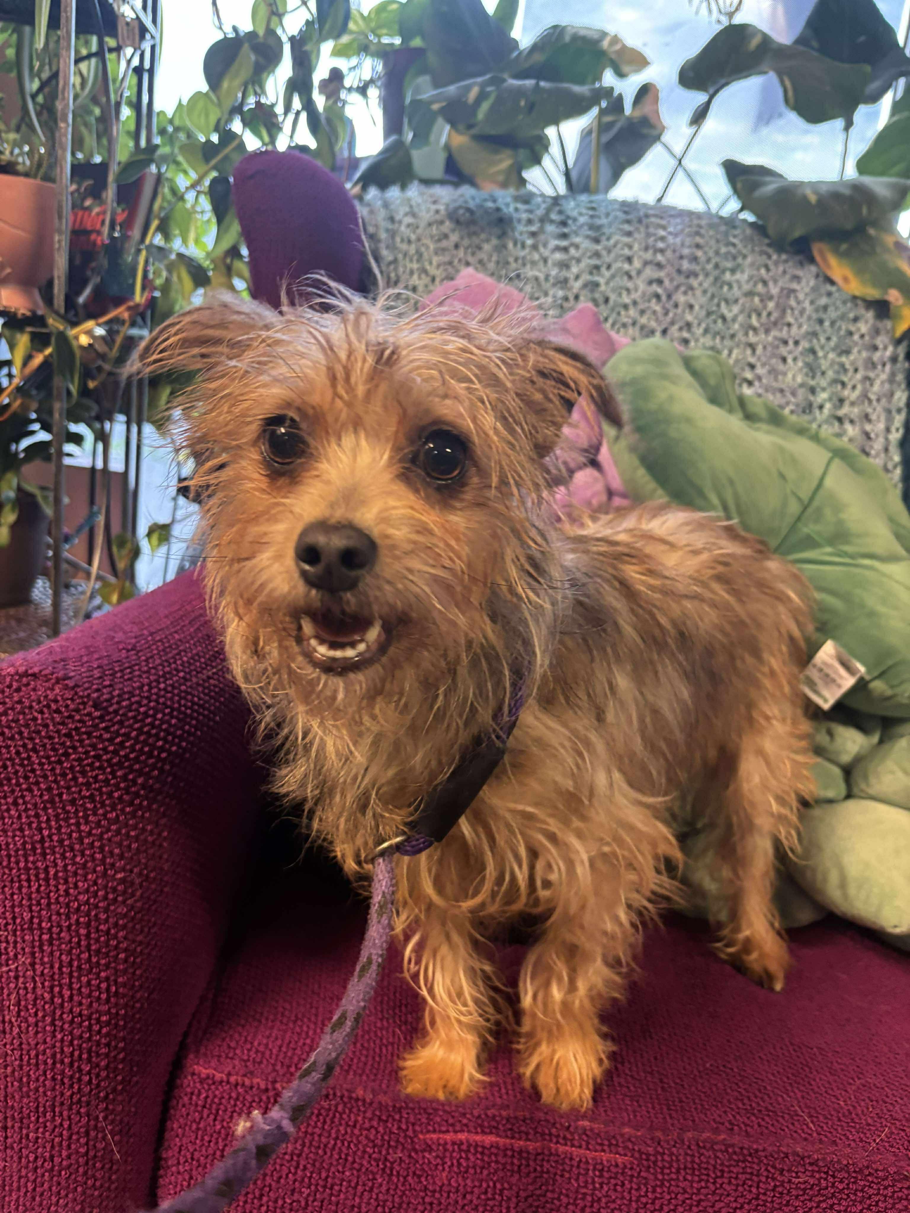 Cider, Adopted, Adult Female Yorkshire Terrier.