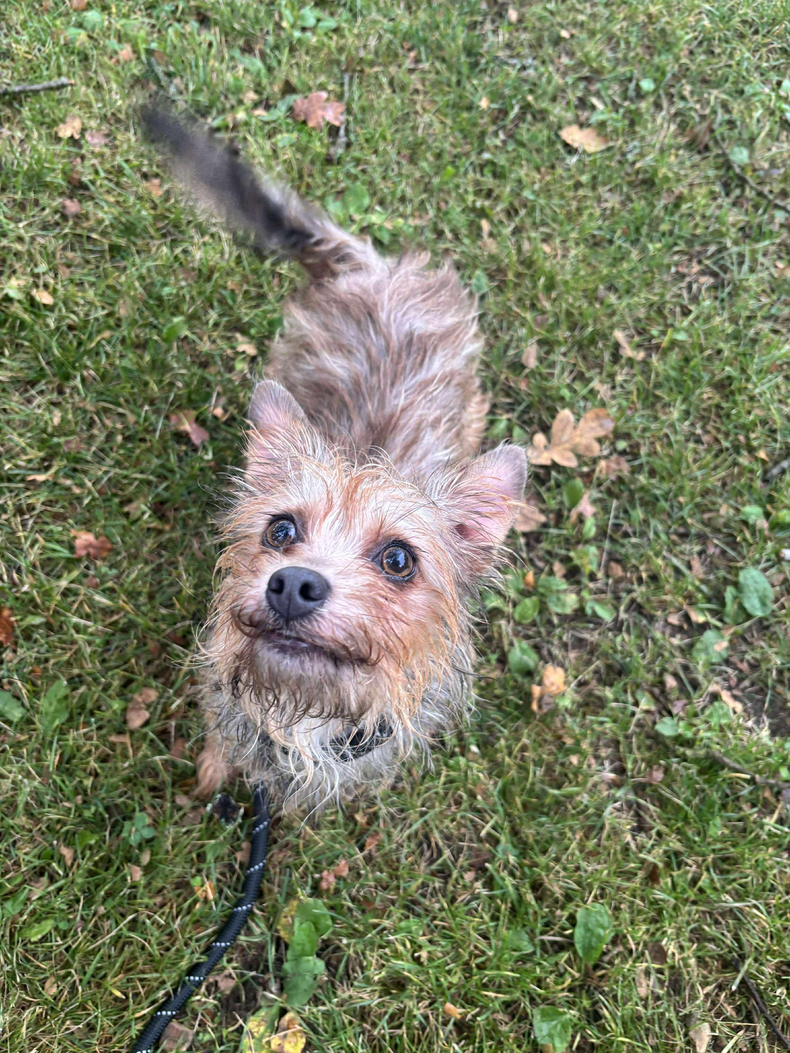 Cider, a Adopted mixed breed in Tacoma, WA image 2/3
