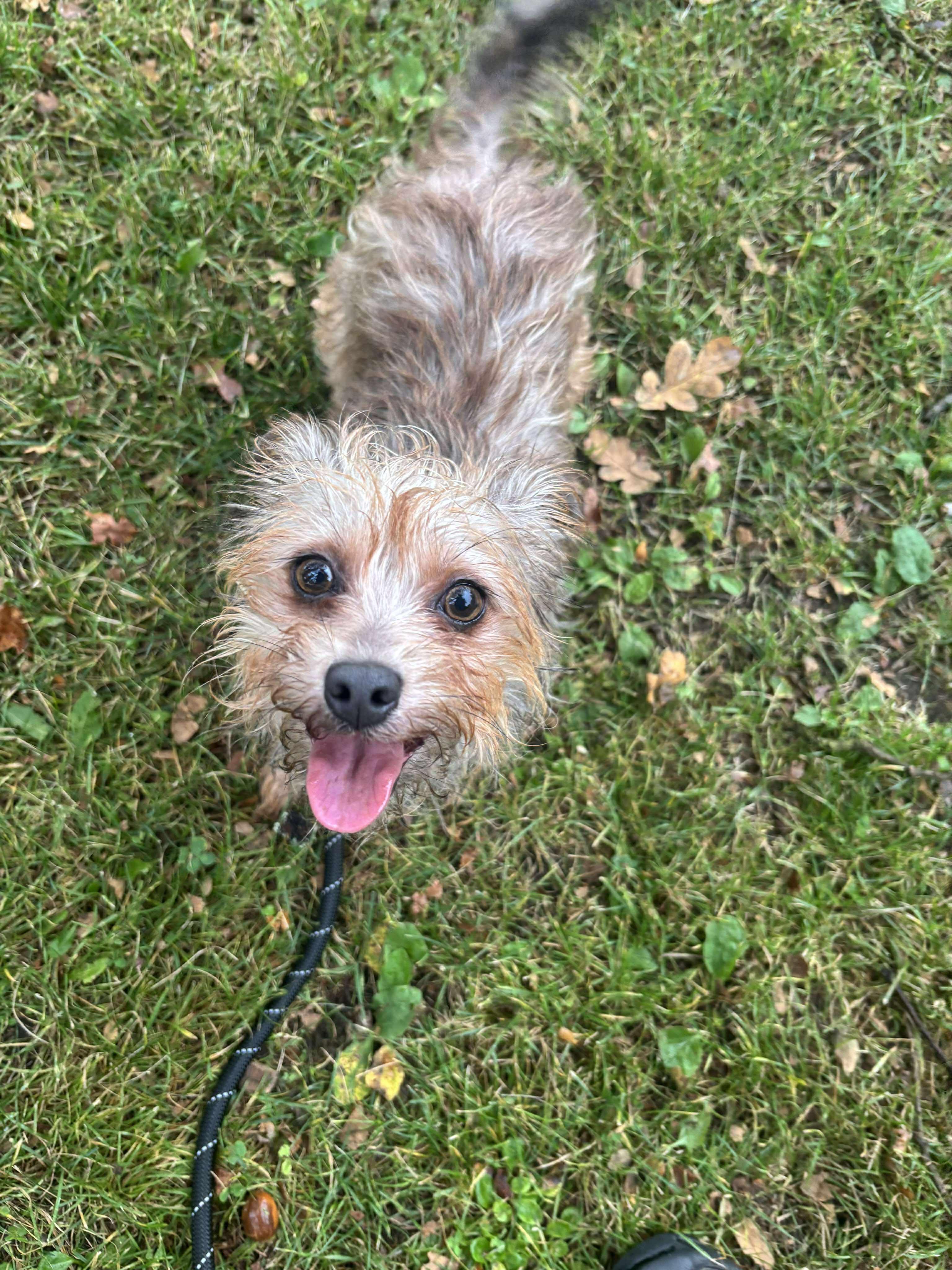 Cider, a Adopted mixed breed in Tacoma, WA image 3/3