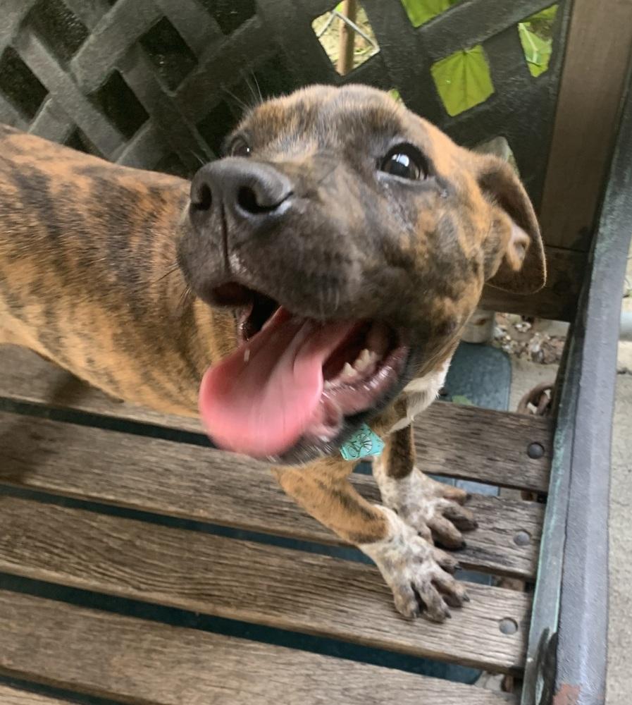 Leclerc, Adoptable, Puppy Male Boxer.