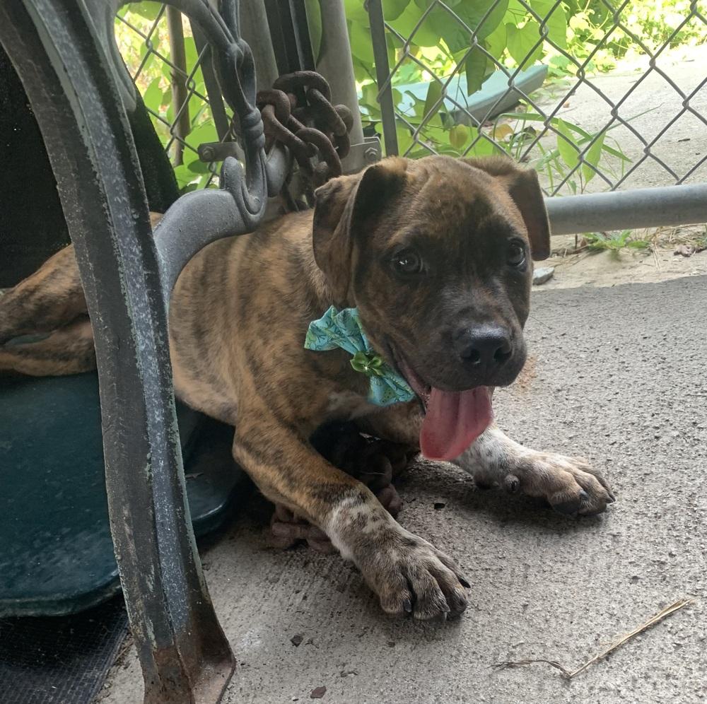Leclerc, a Adoptable Boxer in Marietta, GA image 3/6