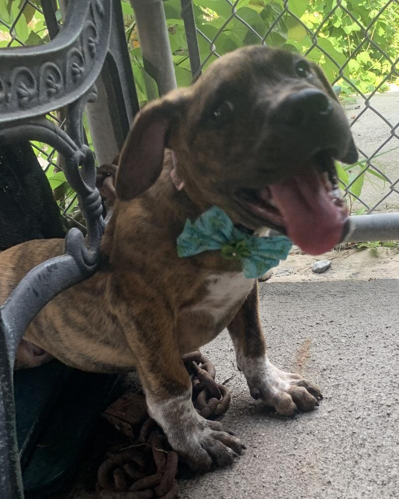 Leclerc, a Adoptable Boxer in Marietta, GA image 4/6