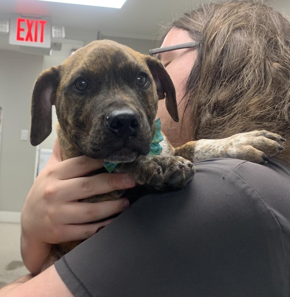 Leclerc, a Adoptable Boxer in Marietta, GA image 5/6