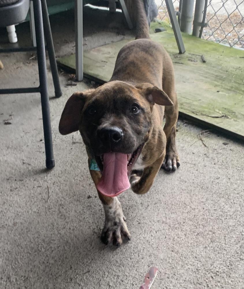 Leclerc, a Adoptable Boxer in Marietta, GA image 6/6