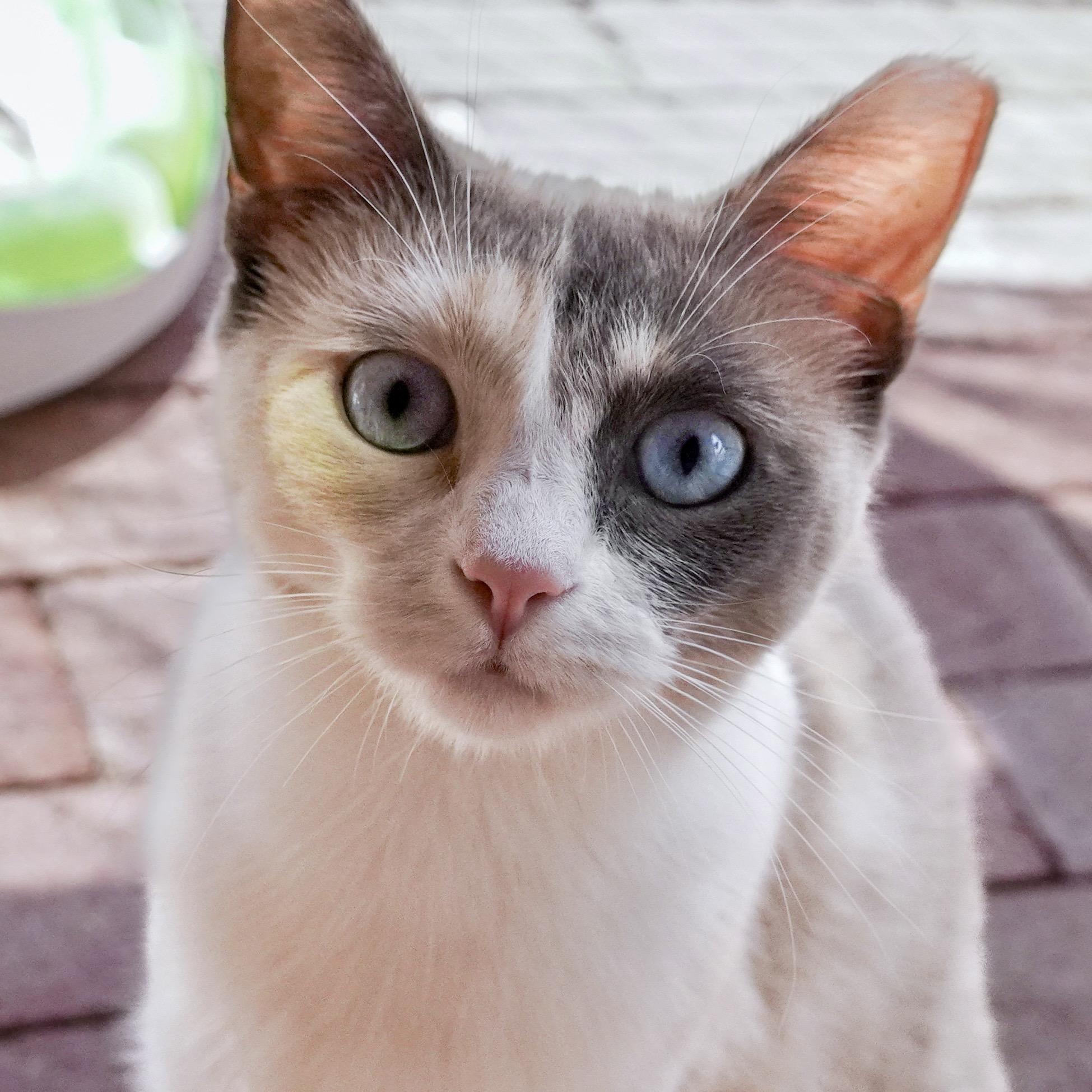Kite, an adoptable Domestic Short Hair, Siamese in Santa Fe, NM, 87501 | Photo Image 4