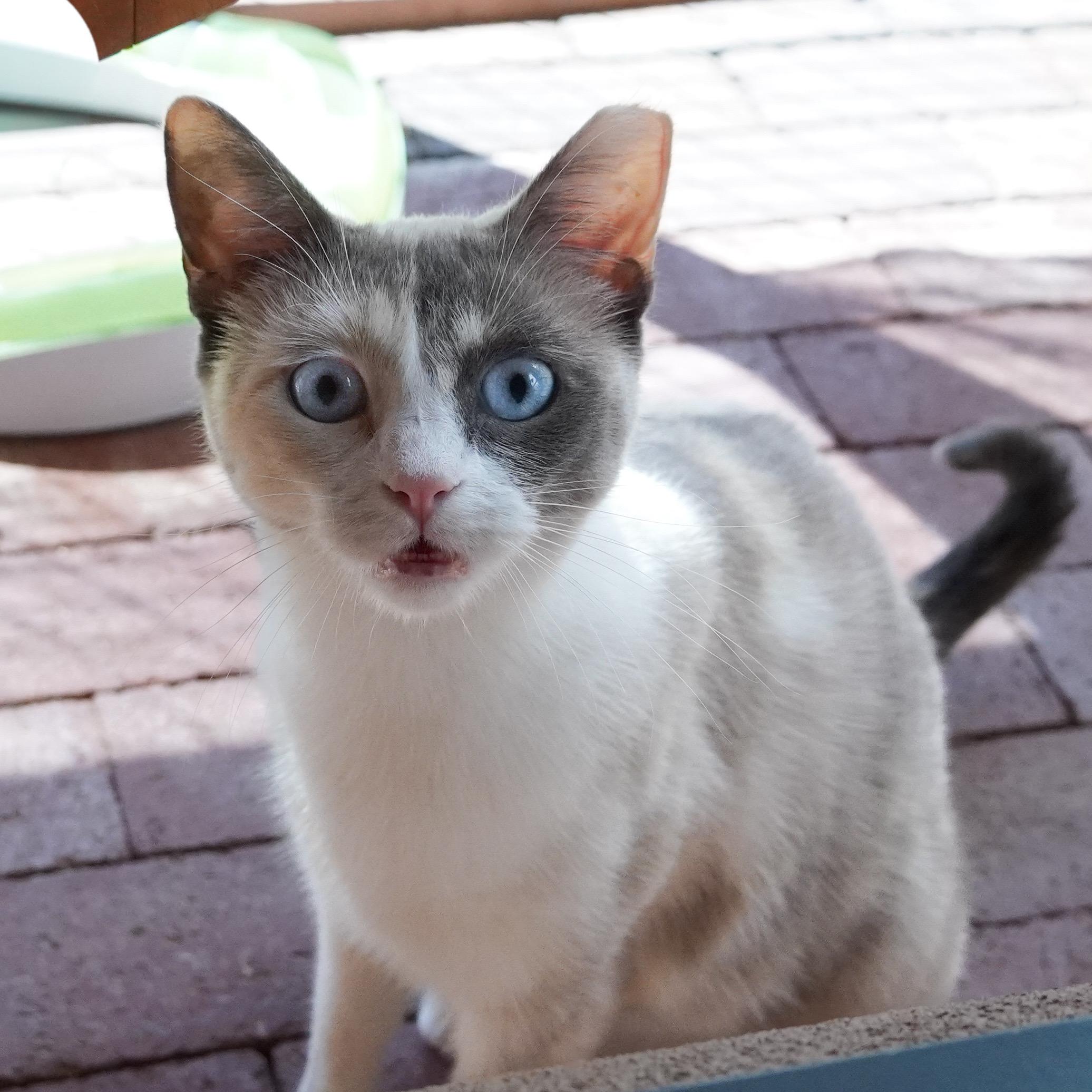 Kite, an adoptable Domestic Short Hair, Siamese in Santa Fe, NM, 87501 | Photo Image 3