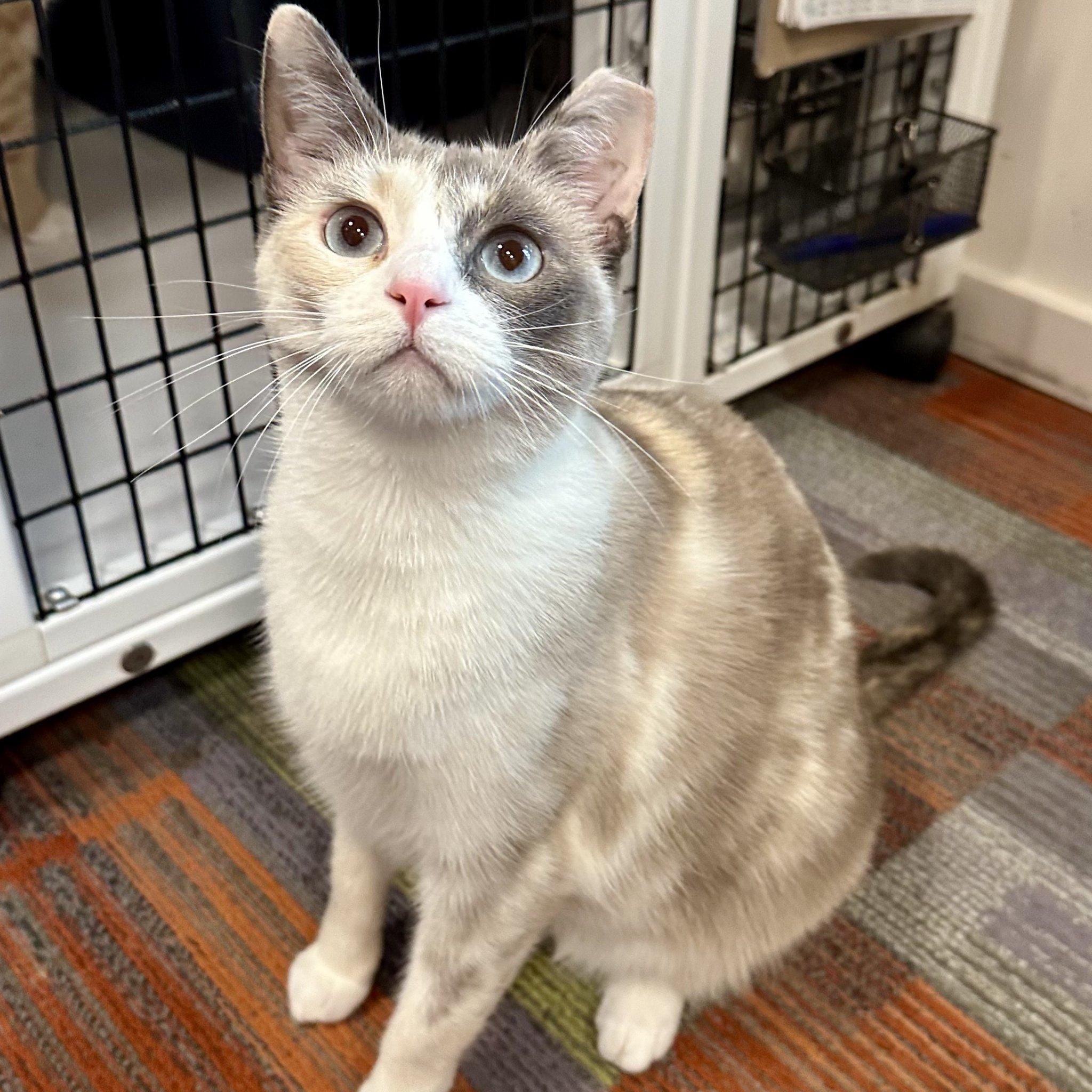 Kite, an adoptable Domestic Short Hair, Siamese in Santa Fe, NM, 87501 | Photo Image 2