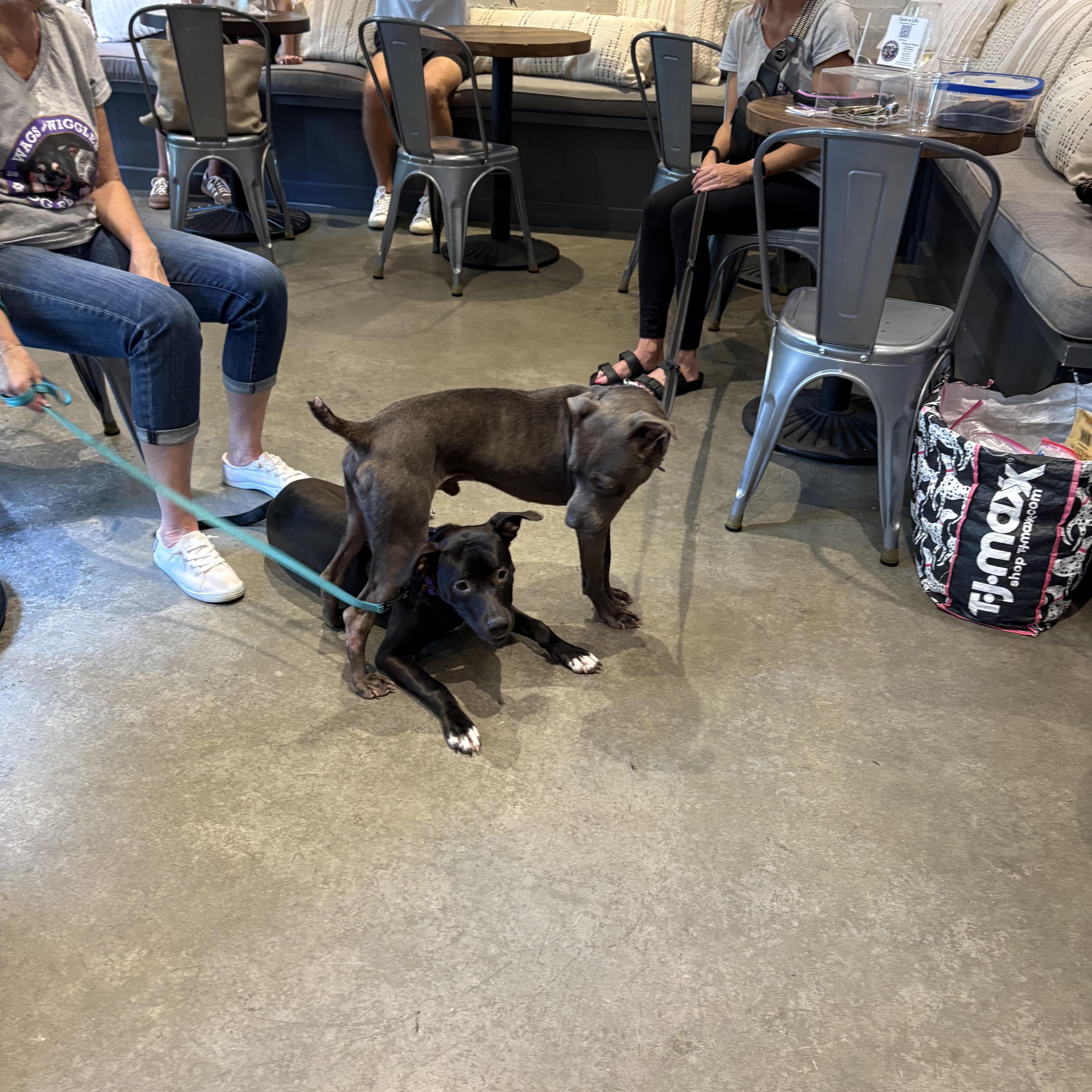 Enlarge Raylan, a Adopted mixed breed in Cumming, GA image 4/5