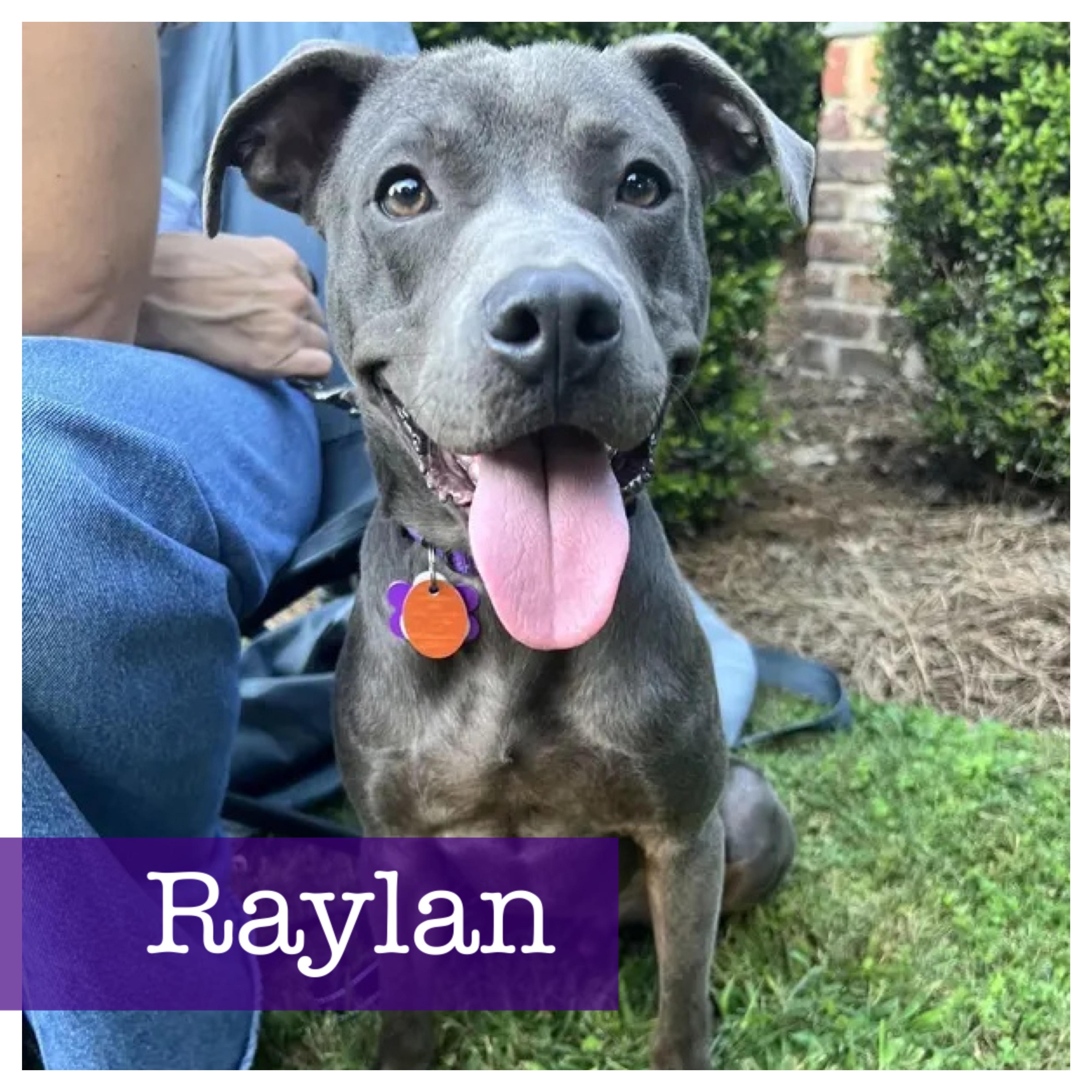 Raylan, Adopted, Young Male Pit Bull Terrier & American Bully.