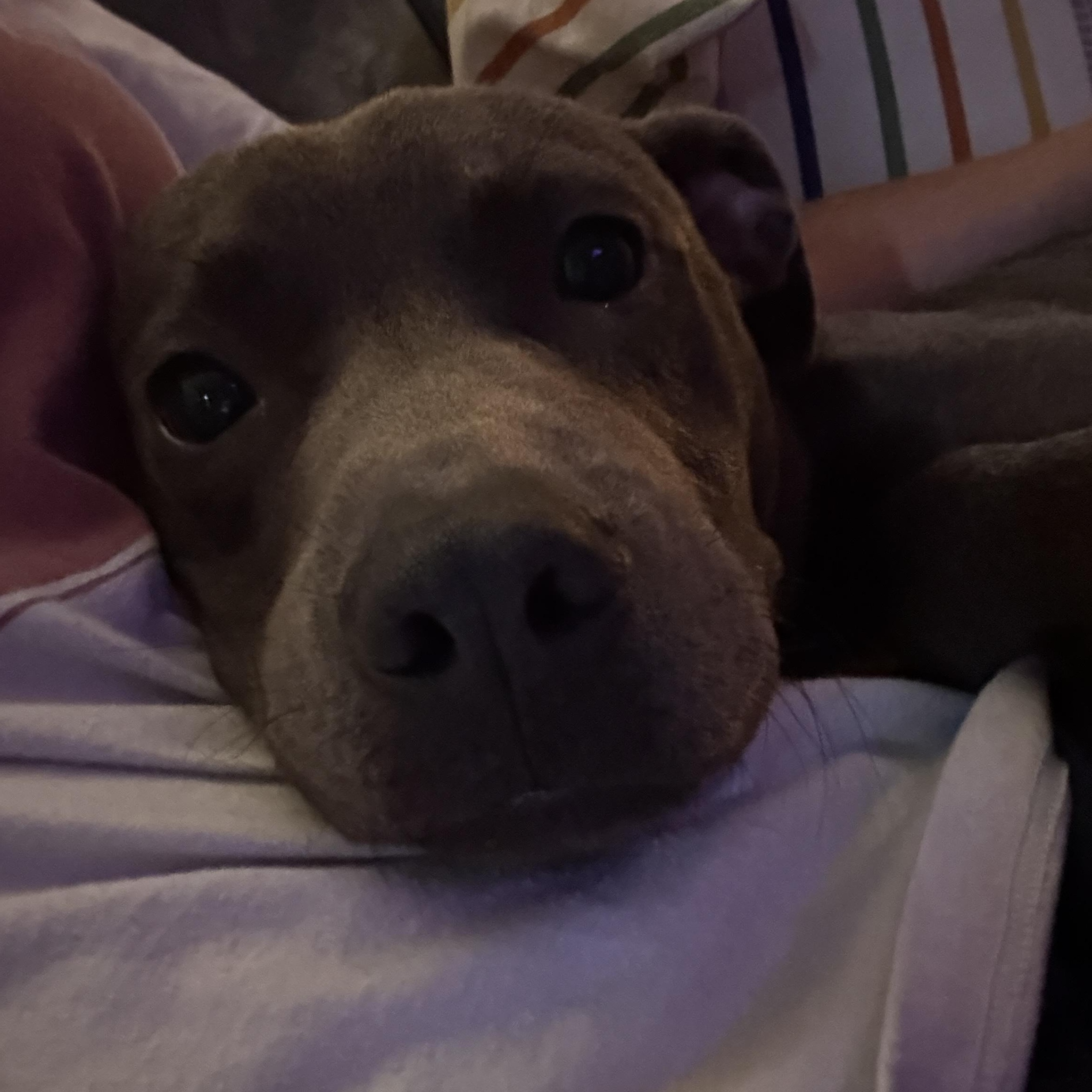 Enlarge Raylan, a Adopted mixed breed in Cumming, GA image 2/5