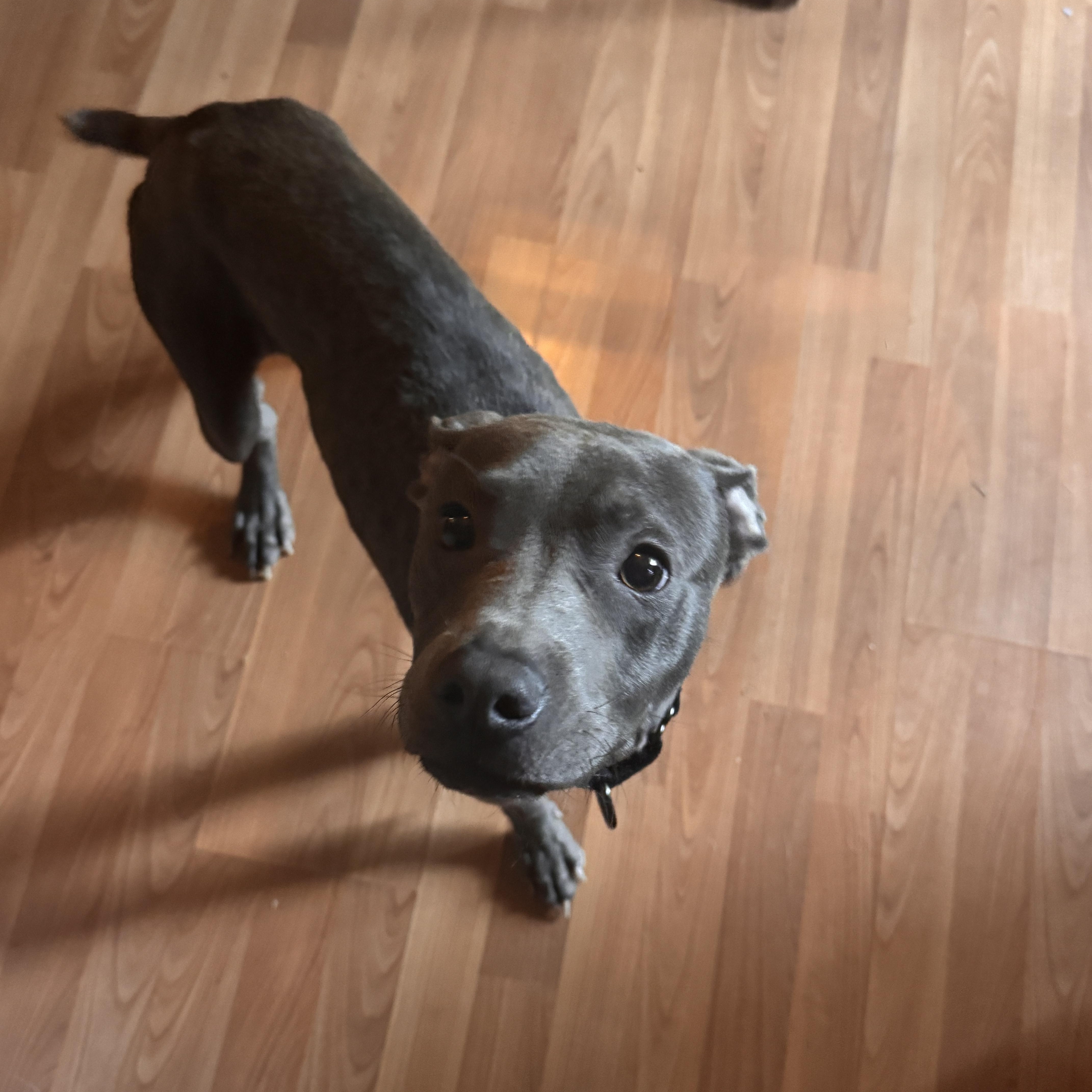 Enlarge Raylan, a Adopted mixed breed in Cumming, GA image 5/5