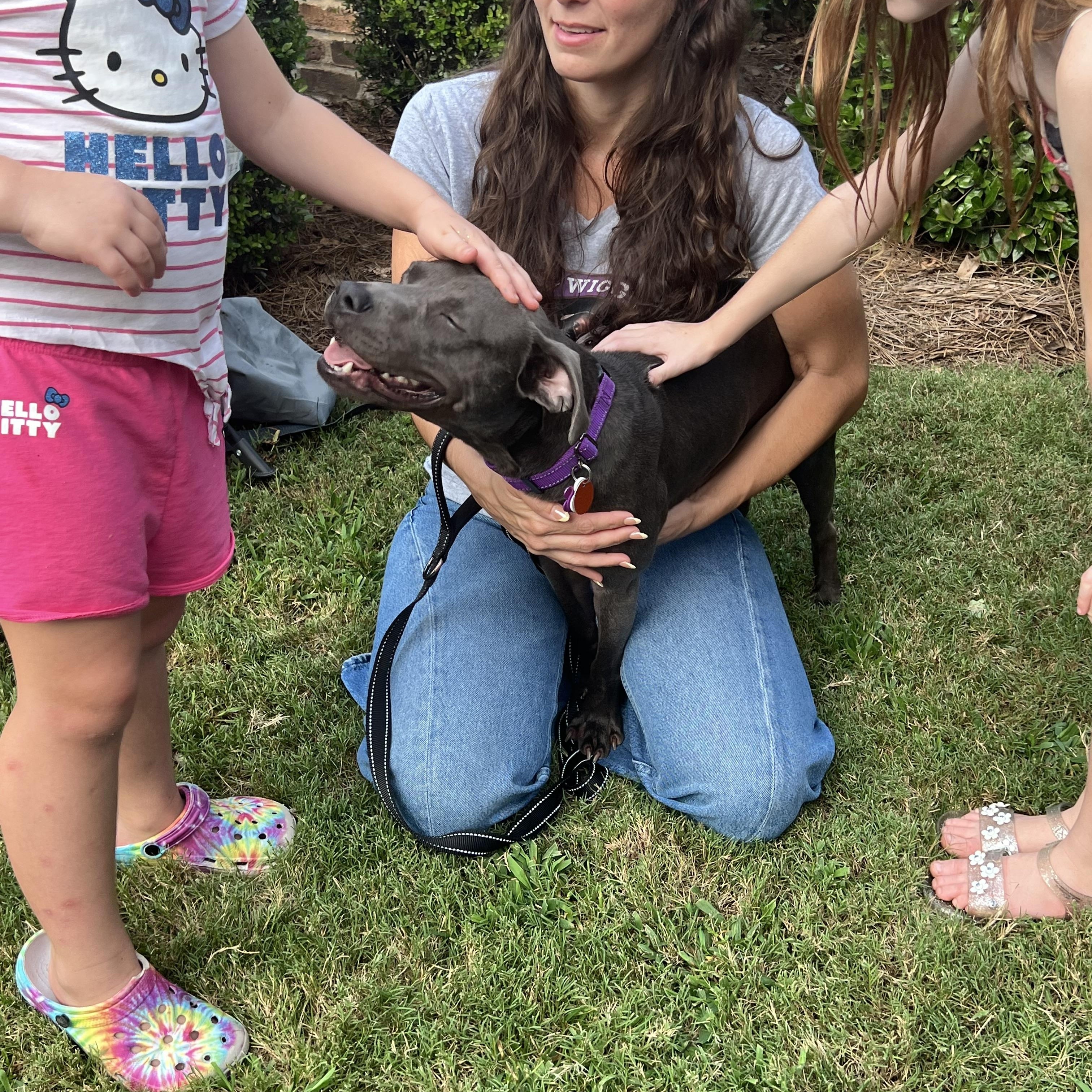 Enlarge Raylan, a Adopted mixed breed in Cumming, GA image 3/5