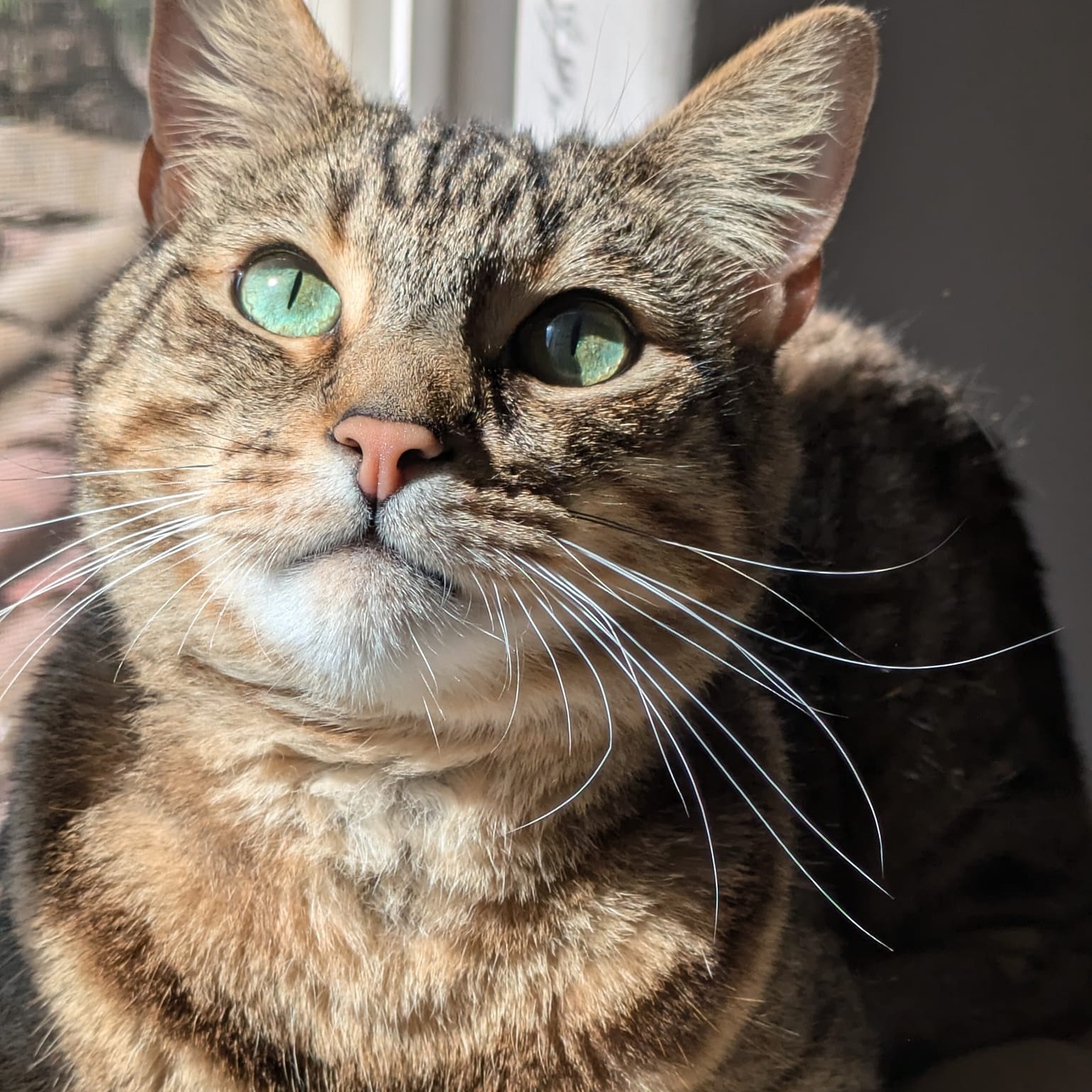 Duncan, a Adoptable Domestic Short Hair image 1/4