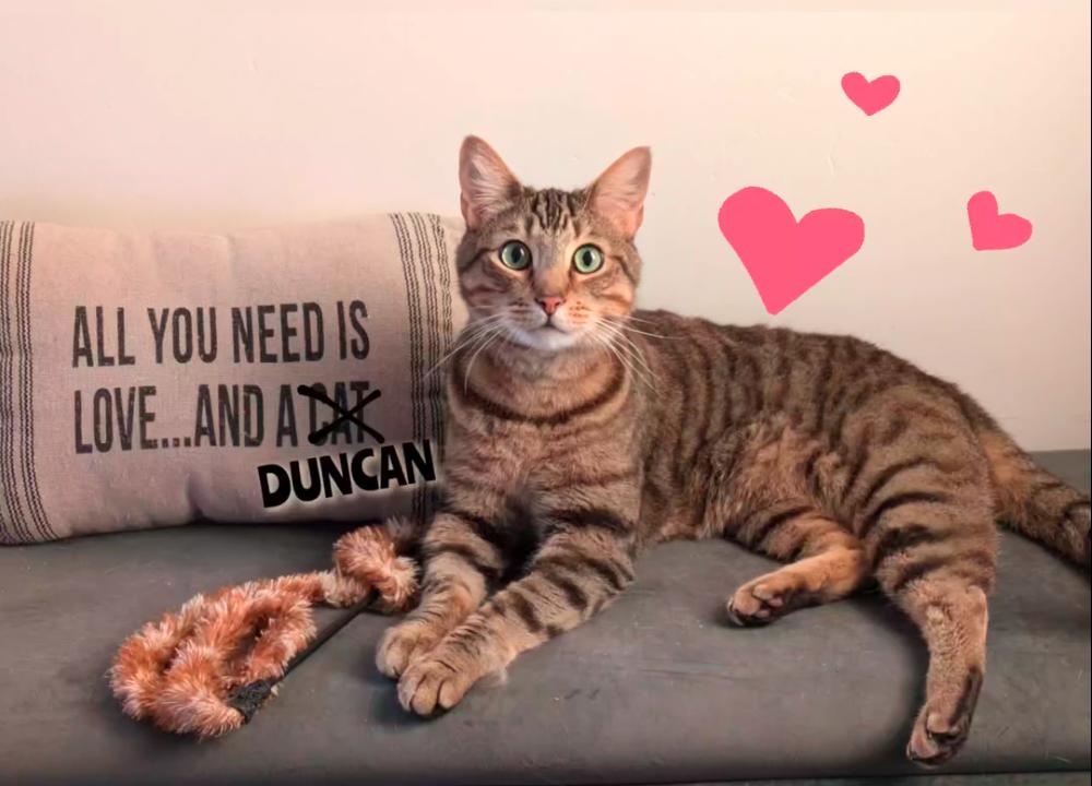 Duncan, a Adoptable Domestic Short Hair image 2/4