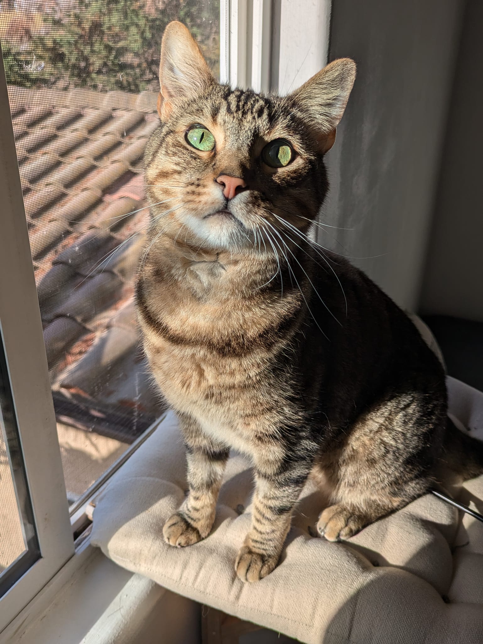 Duncan, a Adoptable Domestic Short Hair image 3/4