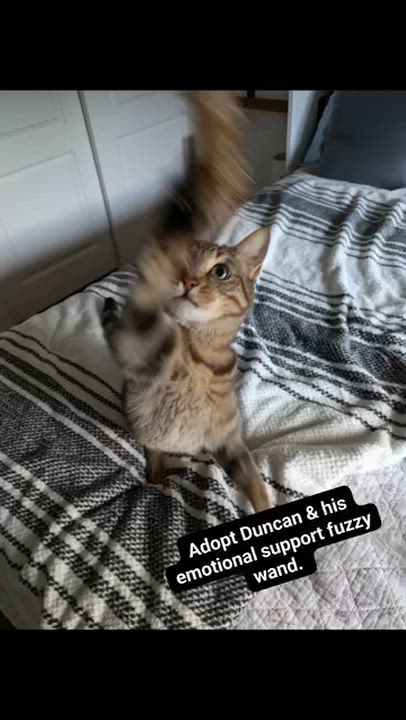 Enlarge Duncan, a Adoptable Domestic Short Hair video 4/4