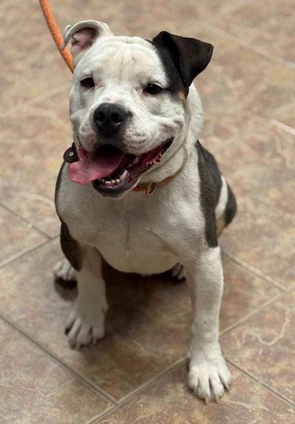 Pig, Adoptable, Young Male American Bulldog & English Bulldog.