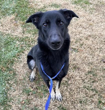 Cyan, Adoptable, Adult Female German Shepherd Dog & Mixed Breed.