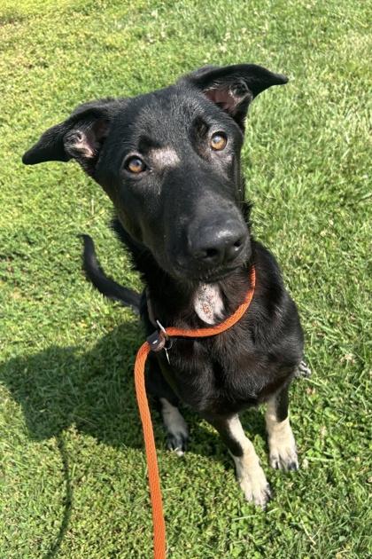 Enlarge Cyan, a Adoptable mixed breed in Knoxville, TN image 2/2