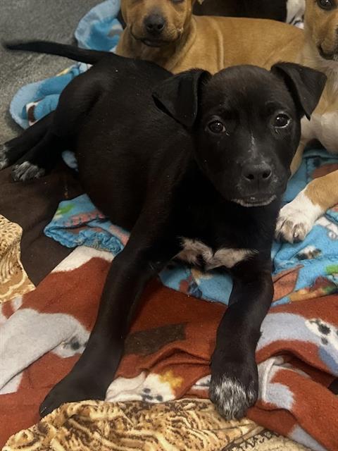 AARON, Adoptable, Puppy Male Pit Bull Terrier & Mixed Breed.