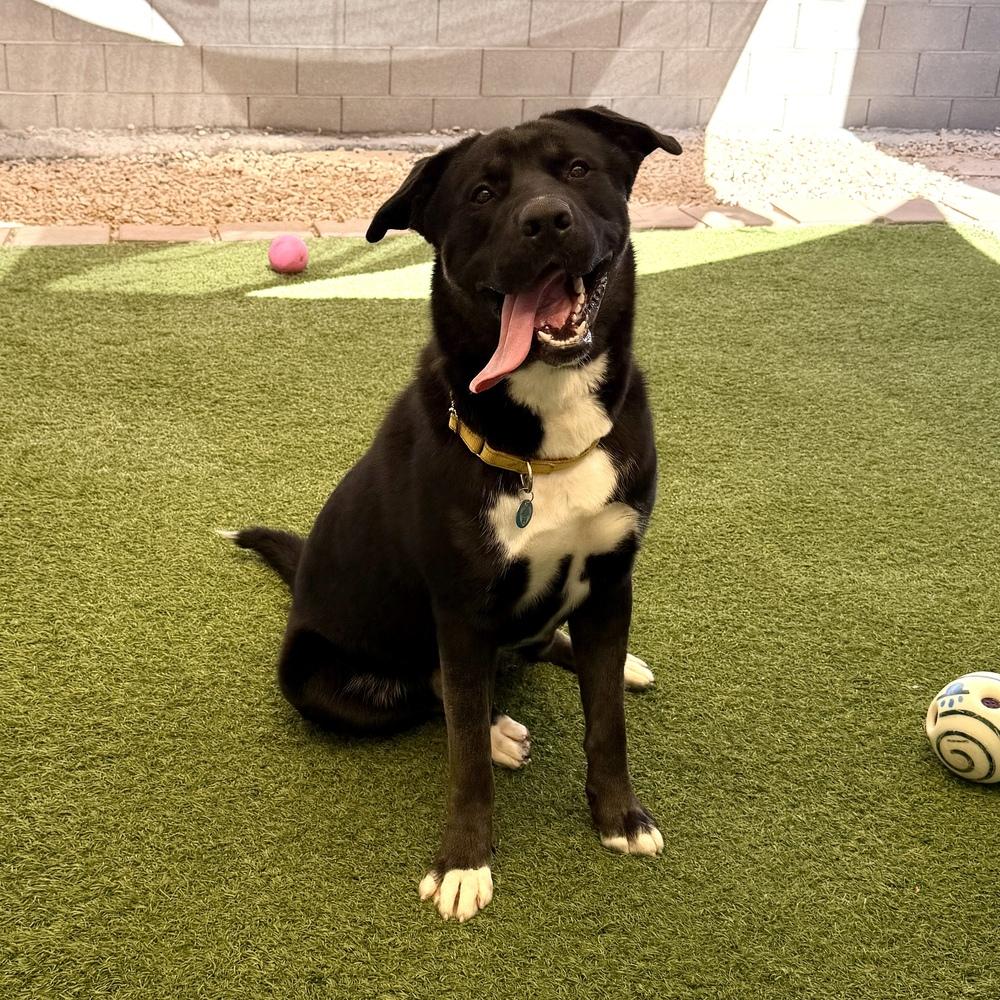 Zeek, Adoptable, Young Male Mixed Breed.