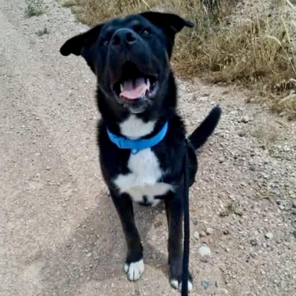 Enlarge Zeek, a Adoptable mixed breed in Hurricane, UT image 2/5