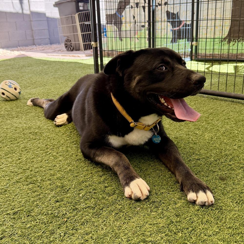 Enlarge Zeek, a Adoptable mixed breed in Hurricane, UT image 3/5