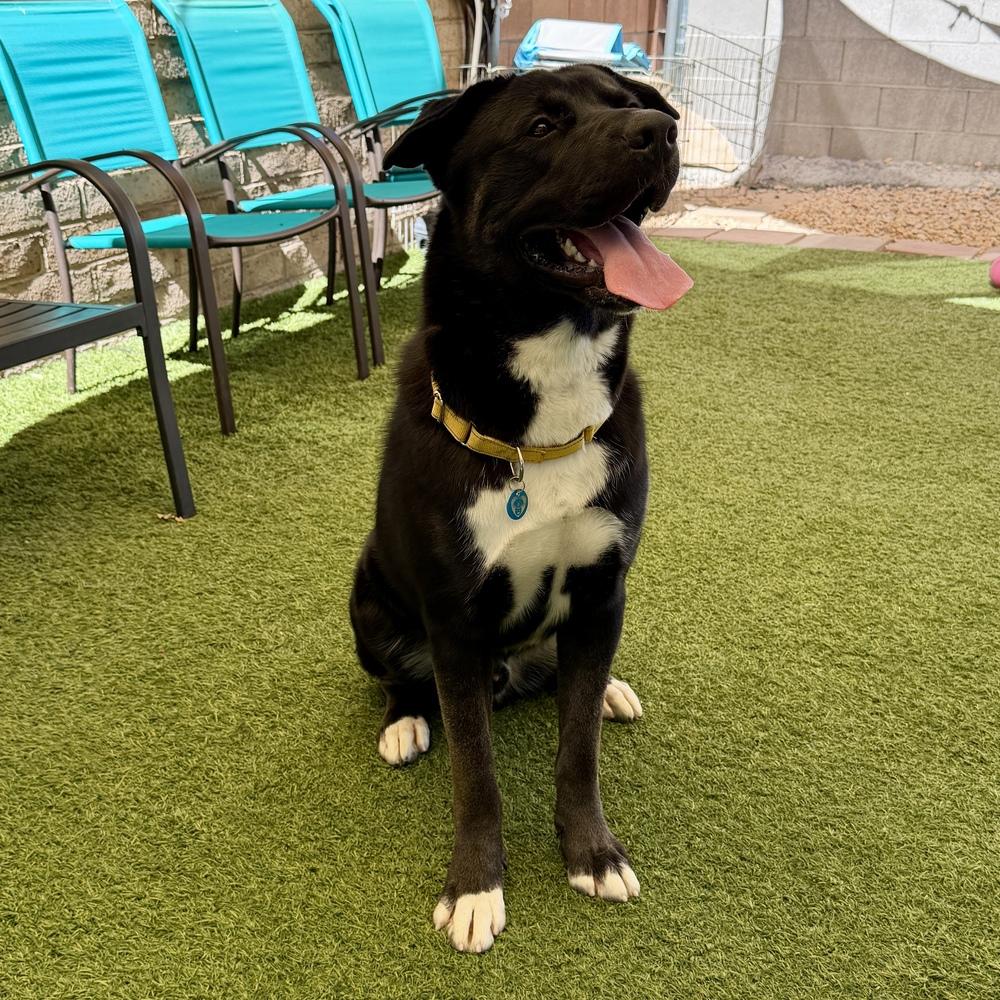 Enlarge Zeek, a Adoptable mixed breed in Hurricane, UT image 4/5