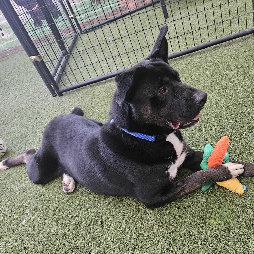 Enlarge Zeek, a Adoptable mixed breed in Hurricane, UT image 5/5