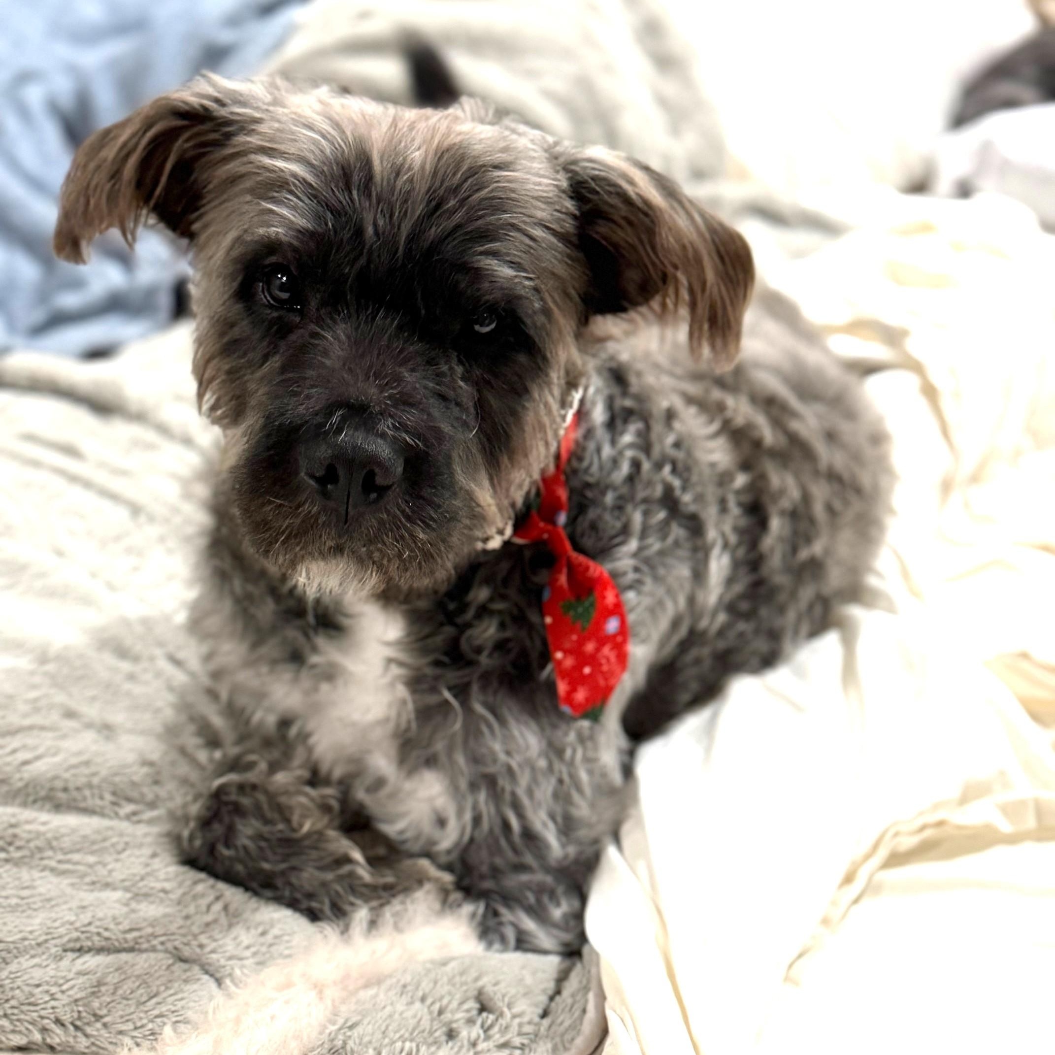 Guinness, ADOPTABLE, Adult Male Poodle (Toy) & Terrier.