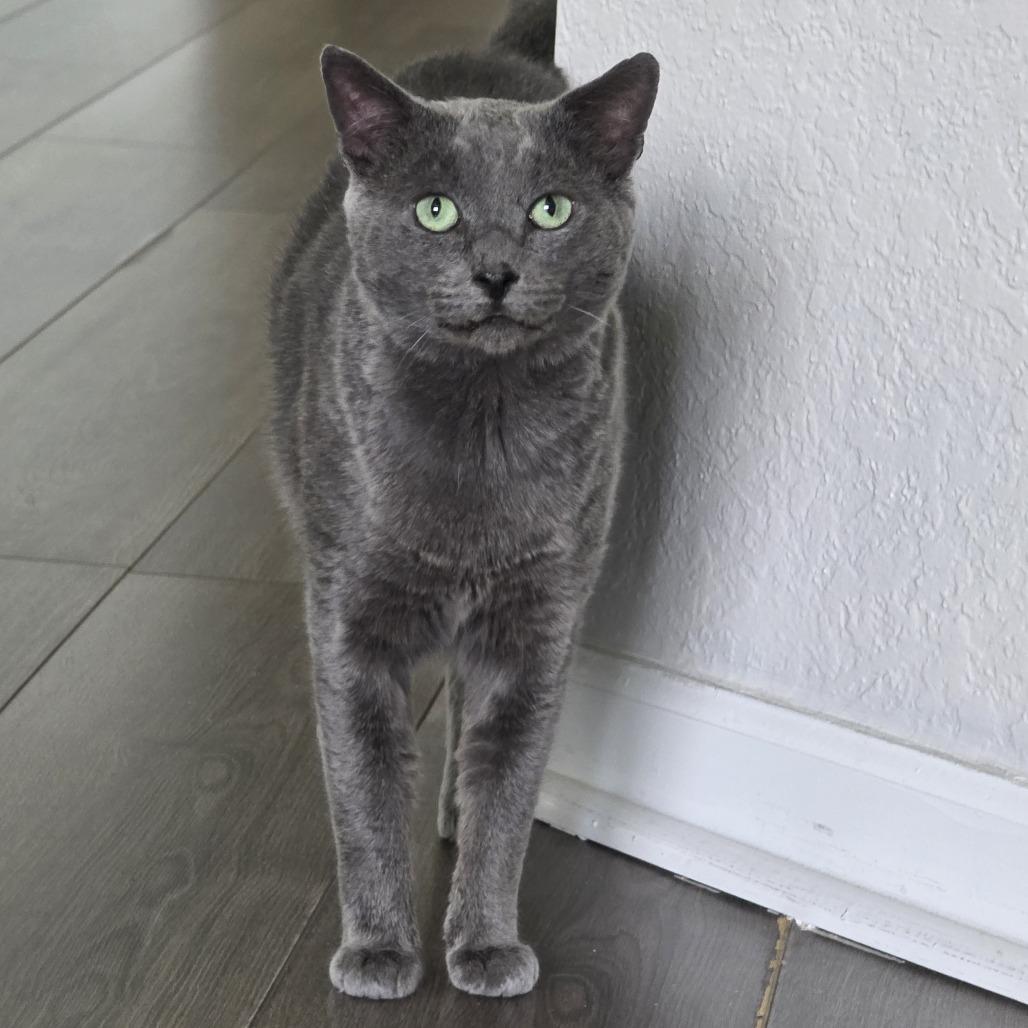 Enlarge Leo, a Adoptable mixed breed in Fort Lauderdale, FL image 1/6